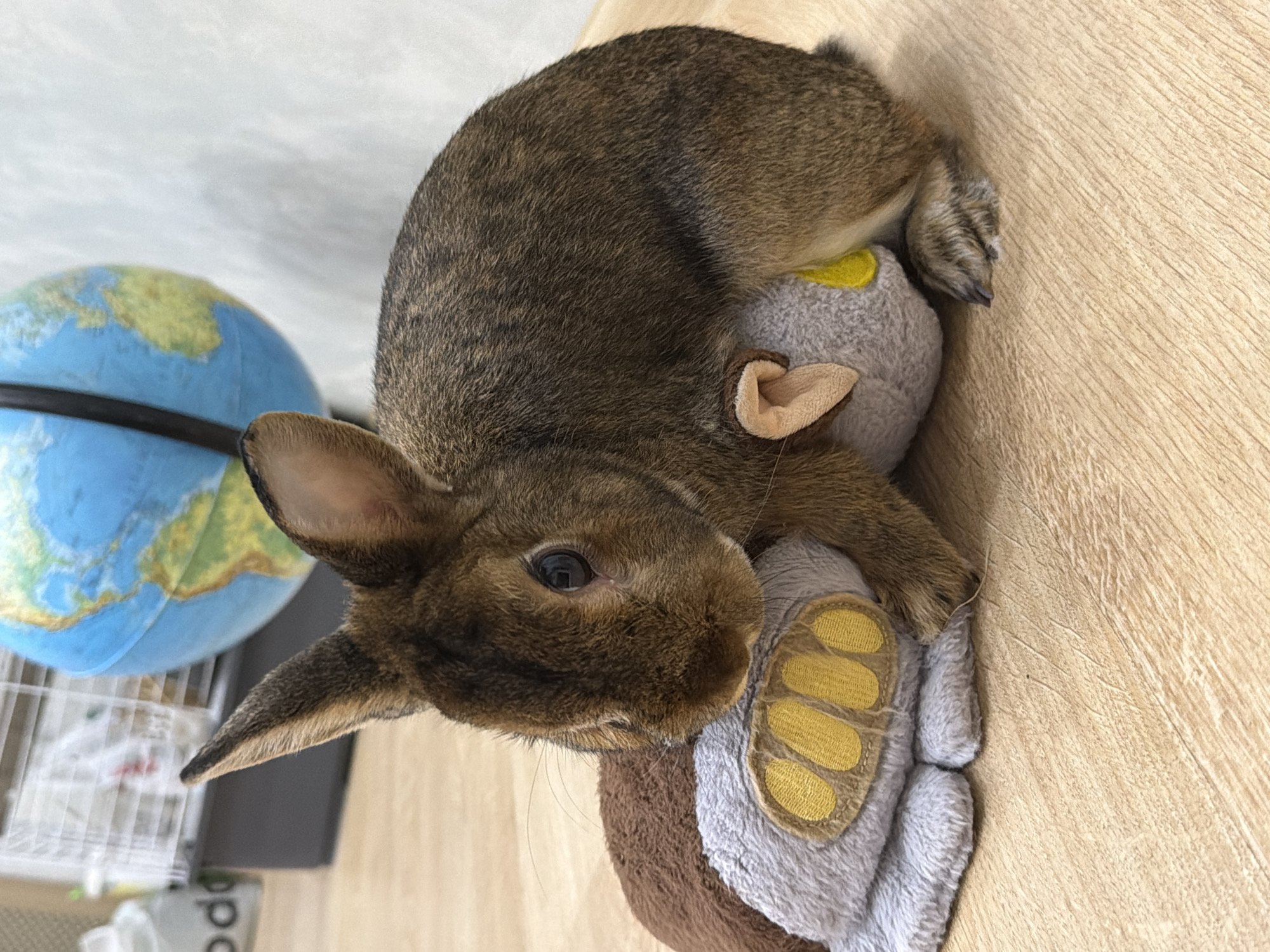 A brown rabbit is nestled on a plush toy. The rabbit has dark eyes and long ears. The toy is gray and brown with yellow paw prints. In the background, a globe is visible, along with a cage and some white objects. The scene is set on a wooden floor. There are no people present in the image. The location is not identifiable as Solikamsk, Russia.