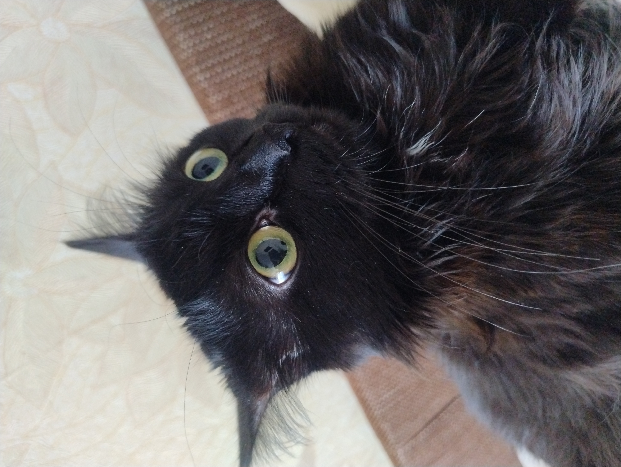 A black cat with wide, green eyes is looking directly at the camera with a startled expression. Its fur is fluffy, and its ears are perked up. The cat is lying down on a patterned, light-colored surface, possibly a blanket or couch. A brown, textured surface is visible behind the cat. The lighting appears to be natural, casting soft shadows. The overall scene is a close-up portrait of the cat's face and upper body.