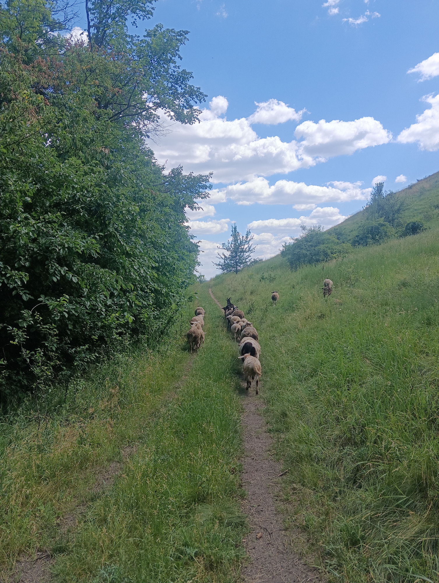 A flock of sheep walks along a dirt path through a grassy field under a blue sky with white clouds. The path is flanked by dense green foliage on the left and a grassy hillside on the right. Some sheep are closer to the viewer, while others are further up the path. The scene appears to be in a rural or natural setting.