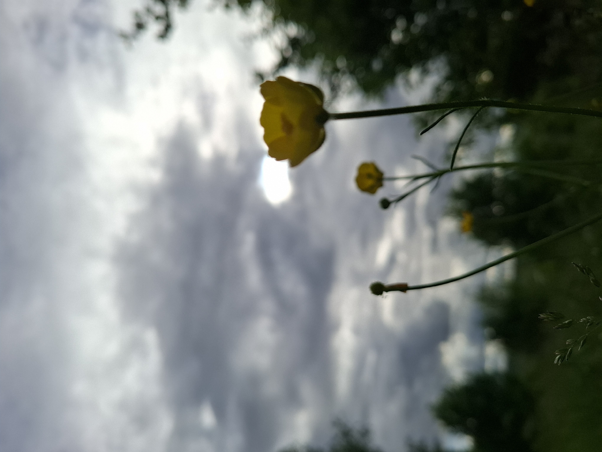 A blurred image taken at an upward angle shows a cluster of yellow buttercup flowers in the foreground, with a cloudy sky in the background. The location is presumed to be near Khlevnoye, Russia. The flowers are not fully in focus. The sky is a mix of gray and white clouds, with a bright spot that might be the sun obscured by cloud cover. Vegetation is visible, though indistinct, in the darker areas of the frame. No people are visible.