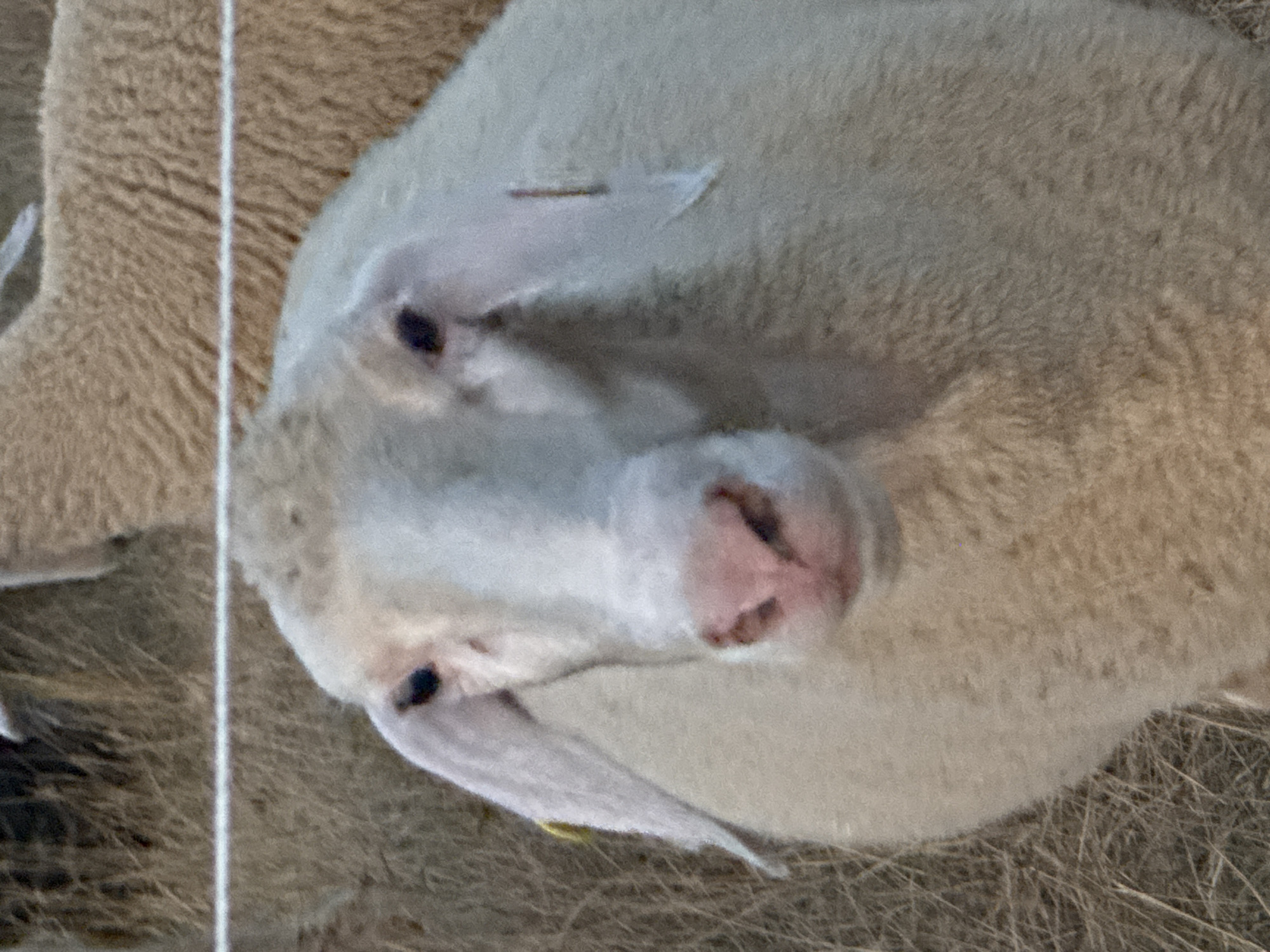 A close-up, eye-level, medium shot captures a white sheep's head and upper body. The sheep is facing forward, its gaze directed slightly left of the camera. A horizontal white wire fence bisects the frame in the upper portion. The background consists of dry, straw-like vegetation and other sheep, their wool appearing tan. The sheep's face is light-colored with dark eyes and a pink nose. Its ears are long and floppy, and one ear has a small yellow tag. A few small dark spots are visible on the sheep's face, near its eyes. The image appears to have been taken outdoors in Wettstetten, Germany.