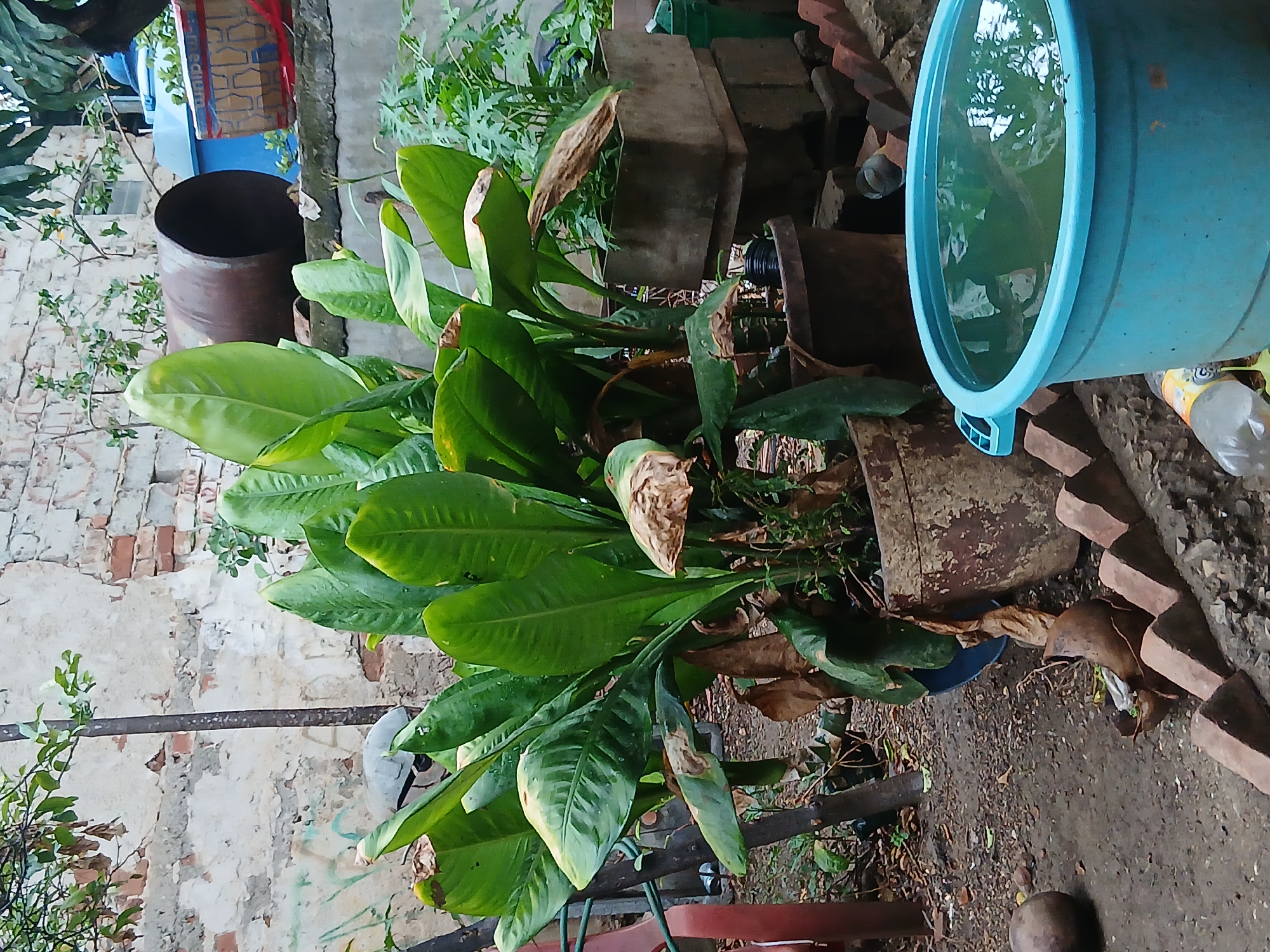 The image depicts an outdoor scene in what appears to be a backyard or courtyard. A large potted plant with broad, green leaves, some of which are brown and withered, dominates the center of the frame. The plant is in a weathered, rusty pot. Behind the plant, a dilapidated brick wall is visible, with sections of crumbling plaster and exposed brickwork. To the right of the plant, there are other potted plants and containers, including a square concrete planter with a small plant inside and a large blue plastic tub filled with water. Various discarded items, such as bricks and a plastic bottle, are scattered on the ground, which is covered in dirt and fallen leaves. In the background, a large metal pipe or drum lies horizontally. The overall impression is one of a somewhat neglected or utilitarian outdoor space. The city of Santa Ana, Venezuela, is mentioned as the location, suggesting this could be a residential or community area within that city.