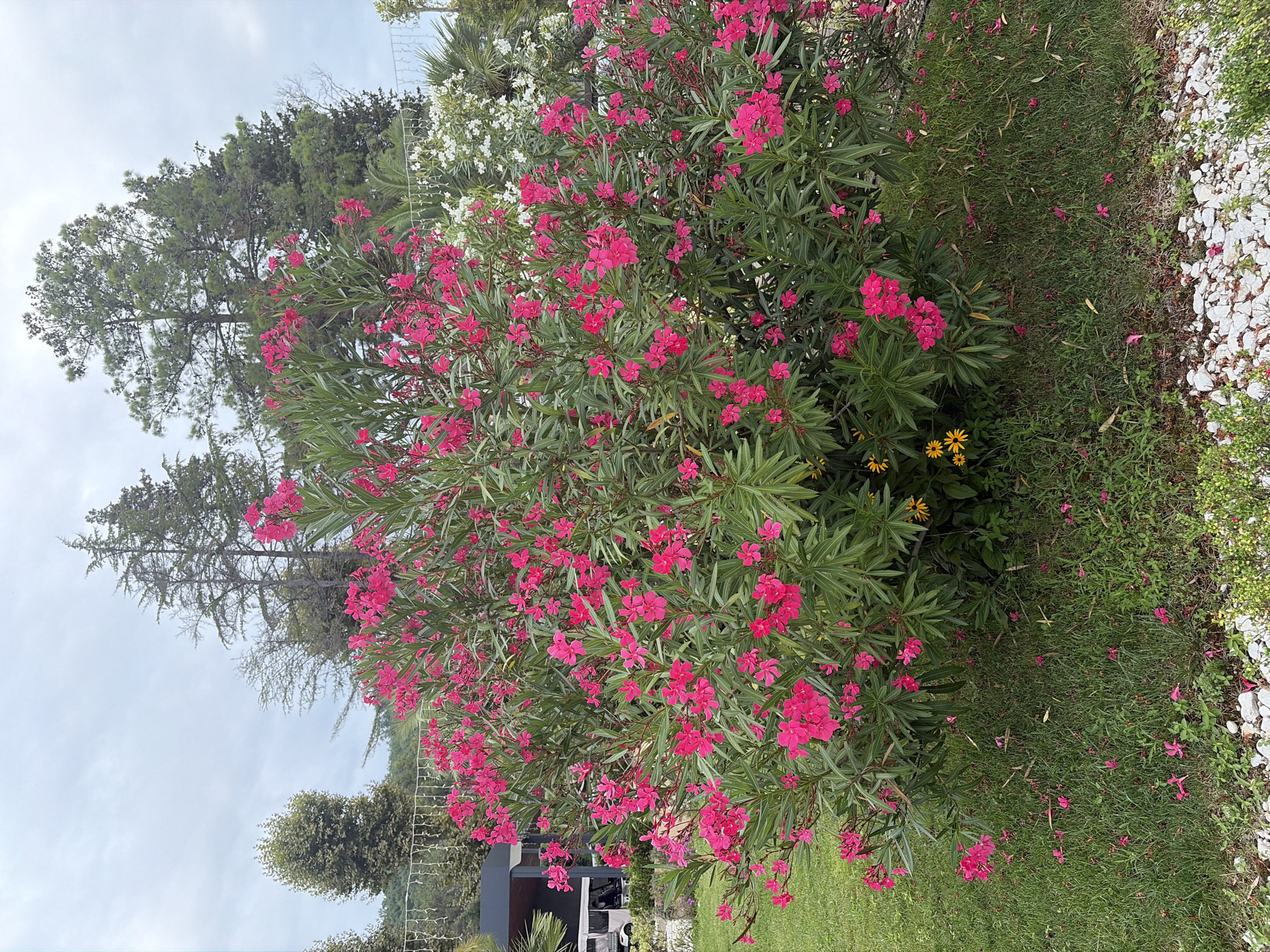 A large, vibrant pink oleander bush in full bloom dominates the foreground of this outdoor scene. The bush is lush with green leaves and countless clusters of bright pink flowers. Beneath the oleander, a few small yellow flowers are visible, peeking out from the foliage. The ground beneath the bush is covered in green grass, scattered with fallen pink petals and some dry leaves. A border of white gravel and some low-lying green plants runs along the bottom edge of the image. In the middle ground, to the left, a modern, dark-colored building structure with some windows and a white vehicle parked in front are partially visible. A string of lights hangs on a fence or structure behind the building. The background features a line of tall, green coniferous trees, characteristic of the mountainous regions near Sochi, Russia. The sky is overcast with a pale, cloudy sky, suggesting a temperate climate. The overall scene depicts a well-maintained outdoor area, likely a garden or park setting in or around Sochi, Russia.
