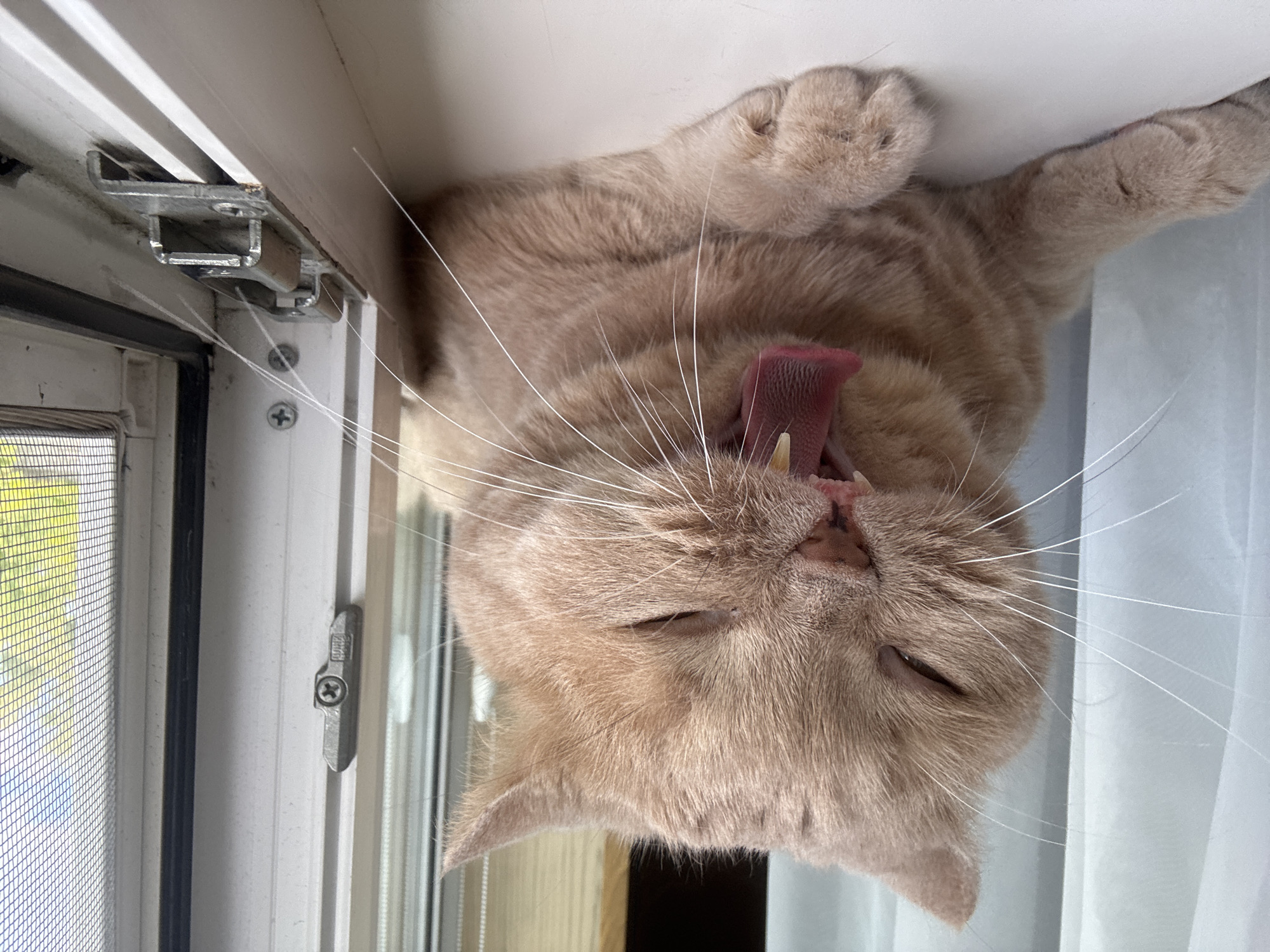 A close-up shot captures a light orange cat with its eyes closed and mouth wide open in a yawn. The cat is positioned on a white surface, likely a windowsill, with its paws resting in front of it. The background features a sheer white curtain on the left and a window frame with a screen on the right, revealing a blurry green outdoor scene. A metal window latch is visible on the right side of the frame. The cat's whiskers are prominent and extend outwards from its face. The lighting suggests an indoor setting, possibly during the daytime.