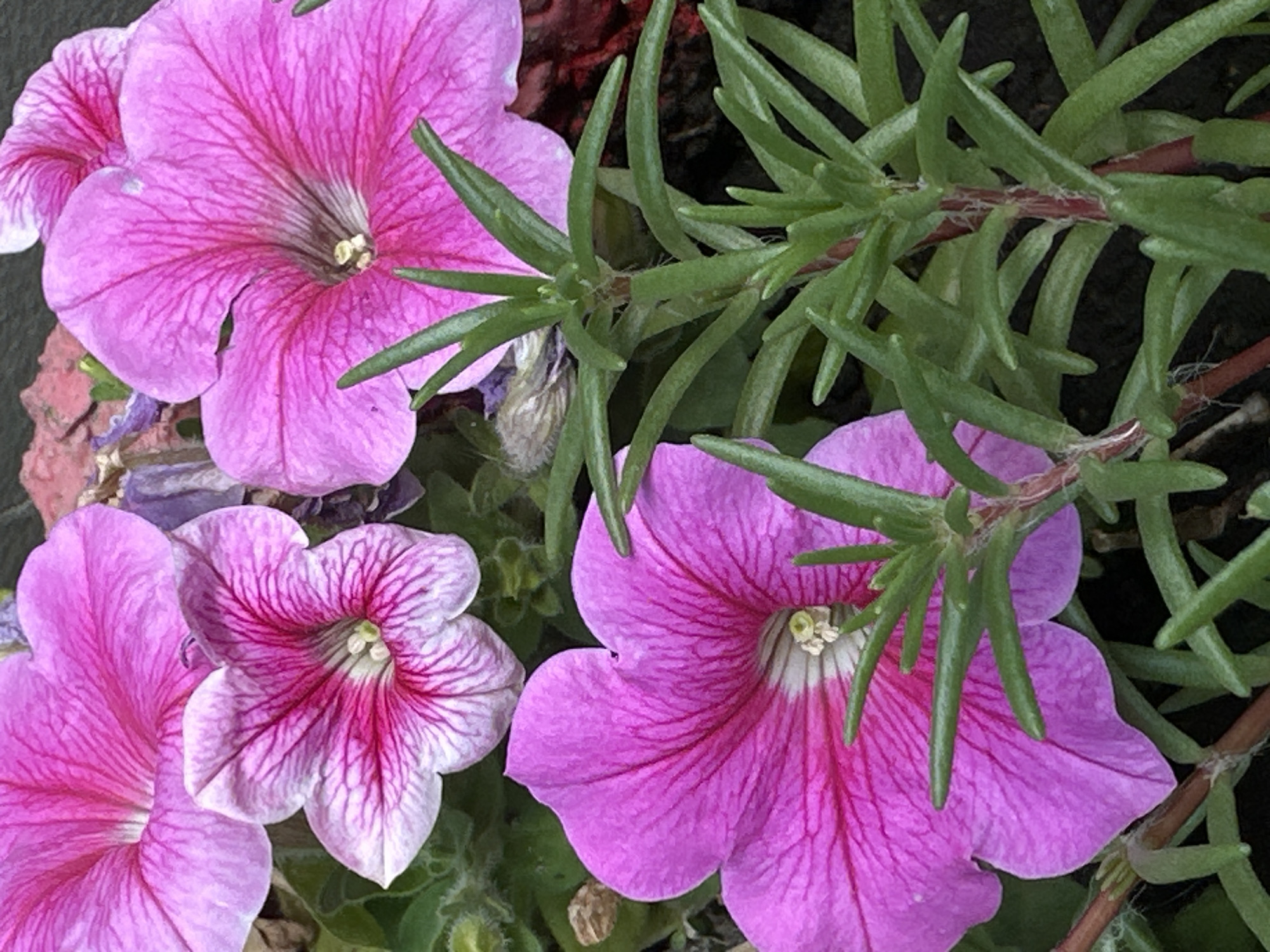 In Lobacheve, Ukraine, a close-up, eye-level shot captures a cluster of vibrant pink petunias in bloom. The flowers exhibit delicate, vein-like patterns in a darker pink radiating from their centers, with lighter pink and white edges. Interspersed among the blossoms are several sprigs of green foliage, featuring thin, needle-like leaves. The background is softly blurred, suggesting an outdoor setting with natural lighting.