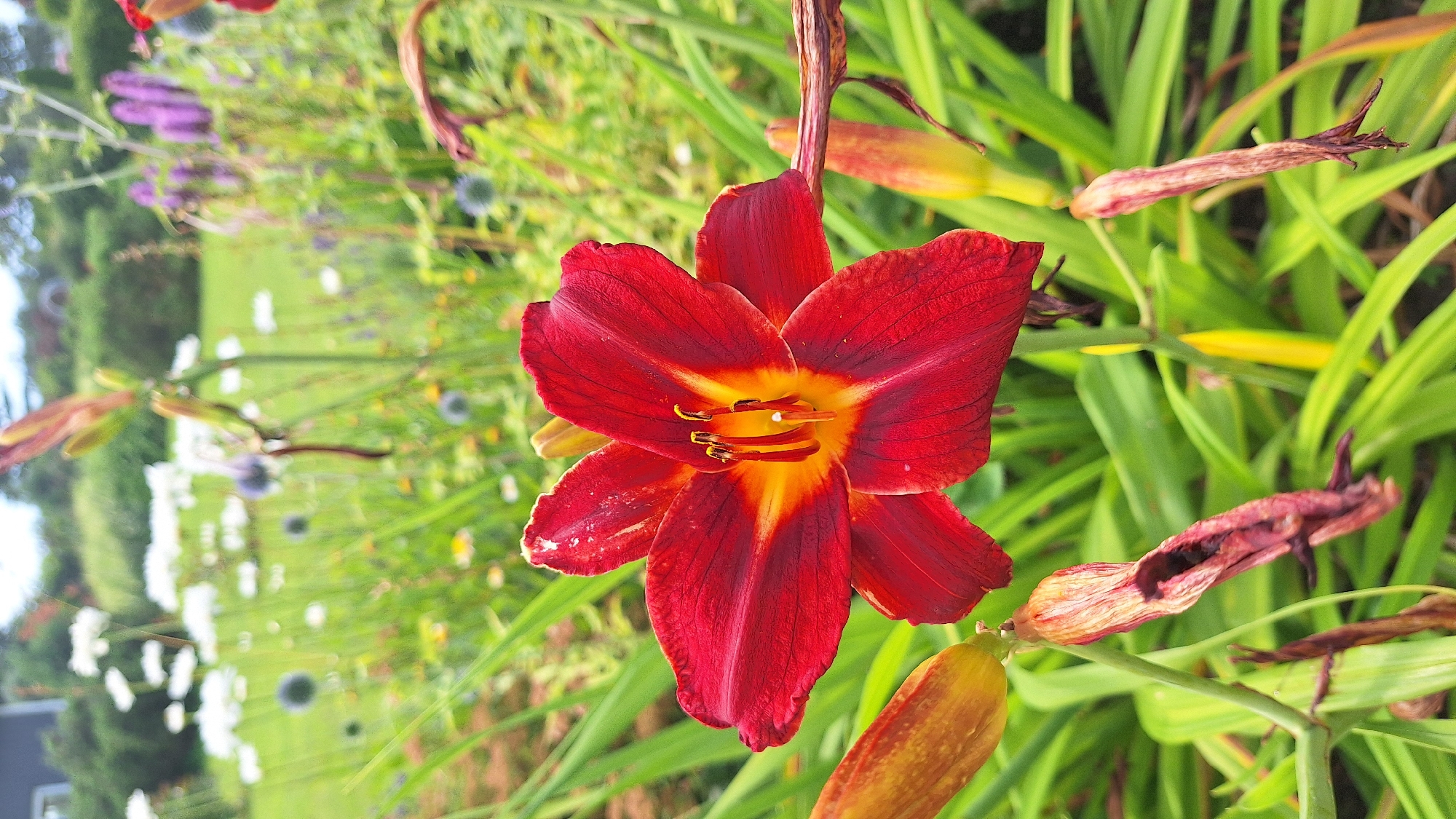 This is a close-up, vertical, eye-level outdoor photograph of a red daylily in bloom, set against a backdrop of a garden in Flokši, Latvia. The daylily is the primary subject, positioned centrally and in sharp focus. Its petals are a deep red, transitioning to a bright yellow-orange at the center, where the stamens and pistil are visible. The flower is surrounded by lush green foliage, typical of a garden environment. In the background, a blurred garden scene includes other flowers, some white and some purple, along with green grass and bushes, suggesting a naturalistic planting. The lighting is bright, indicative of daytime. No people or specific actions are depicted. The image captures a moment of natural beauty in a cultivated outdoor space.