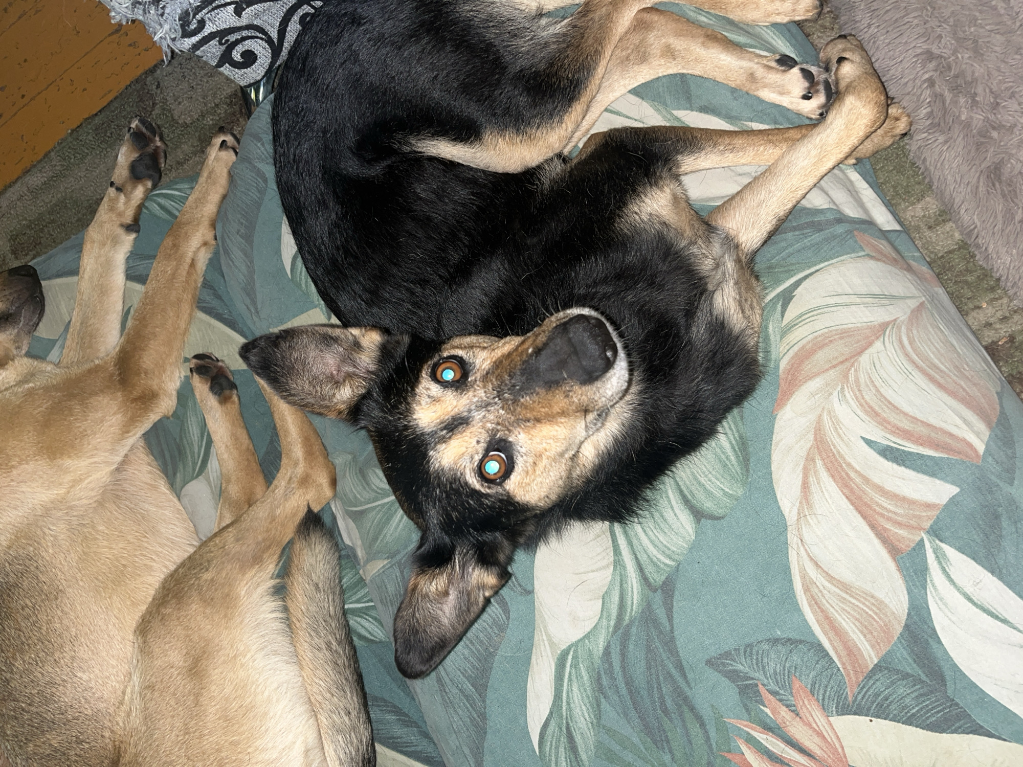 Two dogs are resting on a bed with a tropical print. One dog is primarily black and tan, with striking blue eyes, and is lying on its side facing the camera. The other dog, mostly tan, is lying behind the first dog, with its head out of frame. The background shows a bed with a floral pattern of green leaves and pink and white flowers, and a portion of a rug and wooden floor. The scene is indoors, and no specific location in Nizhny Tagil, Russia can be identified from the image.