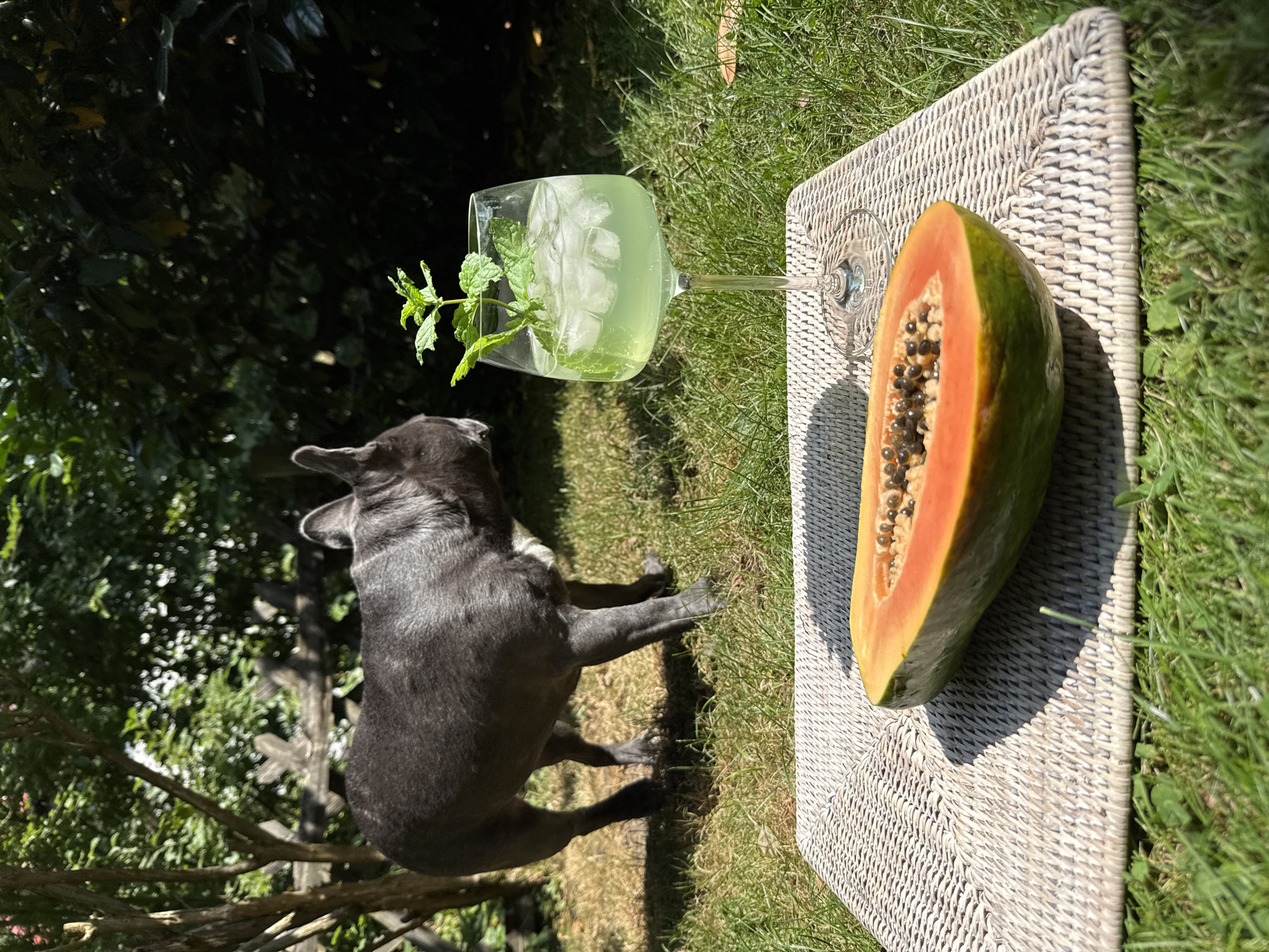 A grey French bulldog stands on a sunlit lawn in a garden in Bad Sachsa, Germany. In the foreground, a halved papaya rests on a woven placemat. To the right of the papaya is a tall glass filled with a light green liquid, ice, and mint. The garden is lush with green grass and trees.