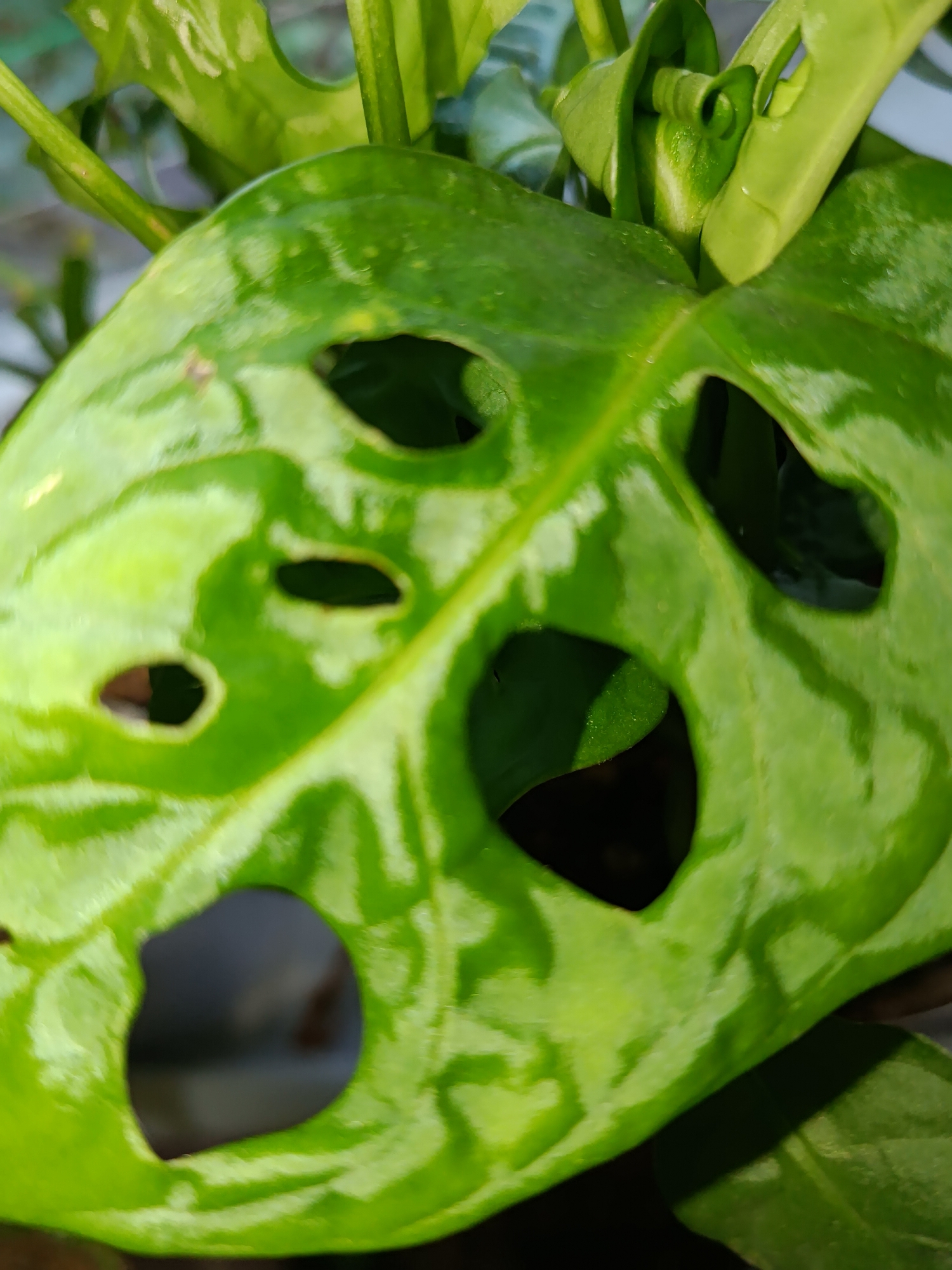 A close-up, detailed shot showcases the naturally perforated green leaf of a Monstera Adansonii plant. The leaf exhibits irregular holes of varying sizes, and its surface has a glossy sheen. Subtle variations in green hues and light reflections highlight the texture and veins of the leaf. In the background, other green leaves and stems of the plant are visible, some in sharp focus and others blurred. The overall lighting suggests an indoor setting, likely a home or a botanical garden, with sunlight filtering in, creating shadows and highlights. The image is devoid of any human presence or interaction, focusing solely on the botanical subject. The location in Tashkent, Uzbekistan is not discernible from the visual information provided.