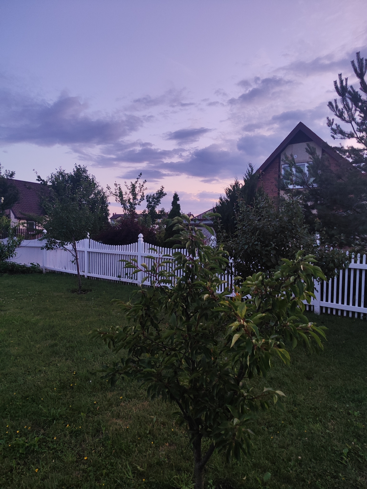 The image depicts a residential yard at dusk in Gvardeysk, Russia. A white picket fence runs horizontally across the middle ground, separating the grassy lawn from the properties behind it. Several trees of varying sizes are present, some with lush green foliage, others more sparse. A house with a dark roof and brick facade is visible on the right, with a window on its upper level. The sky above is a gradient of soft purple and pink, with scattered clouds, indicative of twilight. The overall atmosphere is tranquil and suburban. There are no people or animals visible in the scene.