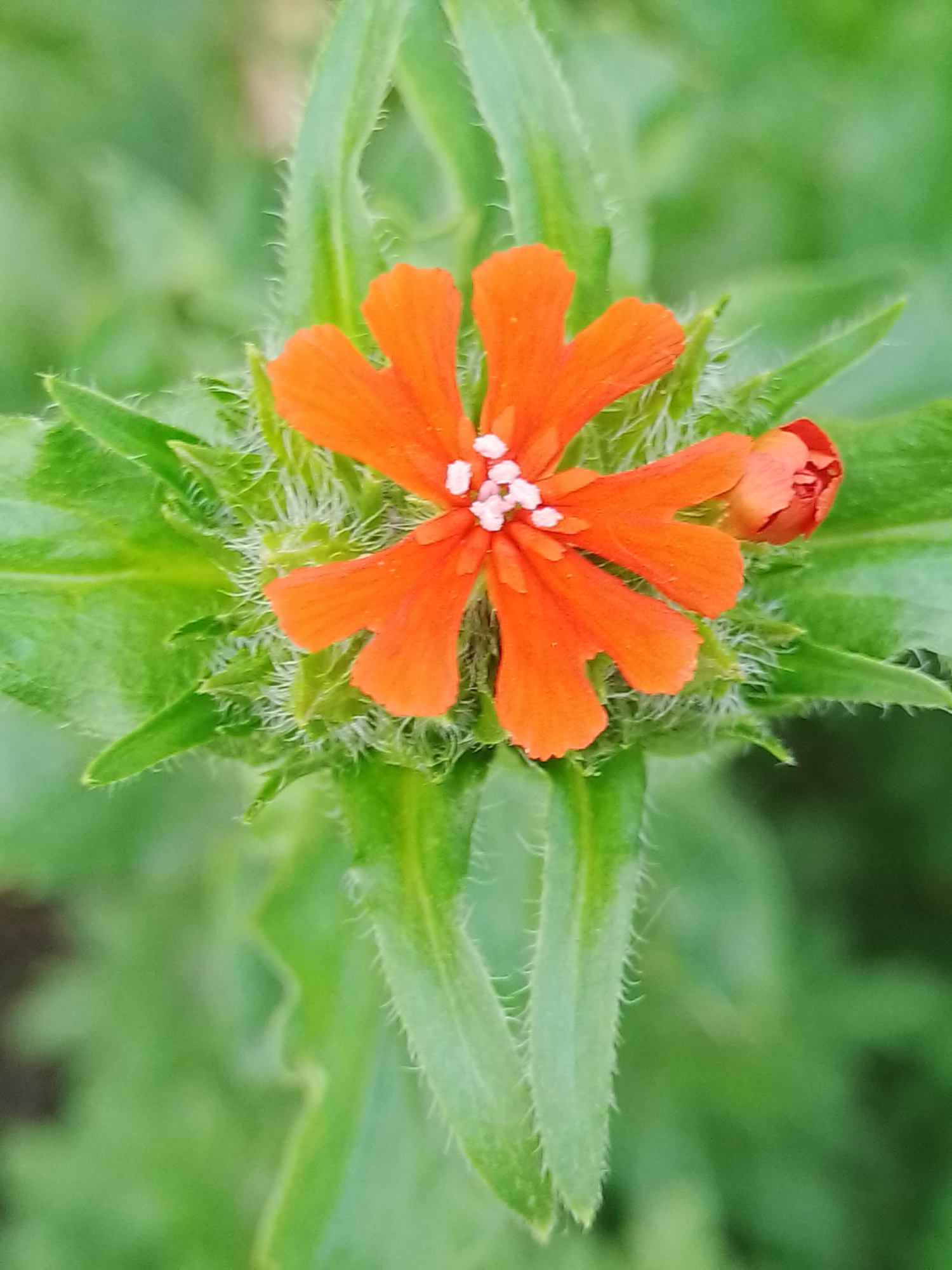 The image presents a close-up, overhead view of a flowering plant, located in the city of Ustyvytsia, Ukraine. Centrally positioned is a fully opened flower with five distinct, deep orange petals, each exhibiting irregularly notched margins. At the core of the bloom, a cluster of small, pale white structures, consistent with anthers or stigmas, is visible. The flower emerges from a dense base of green, hirsute (hairy) sepals or bracts. Multiple elongated green leaves, similarly covered with fine white hair-like structures, extend from the plant, particularly evident on their surfaces and edges. To the upper right of the primary bloom, a single, undeveloped flower bud, orange-red in coloration and also appearing hairy, is present. The background consists of uniformly blurred green foliage, indicating a natural outdoor setting. No human subjects or man-made objects are depicted.