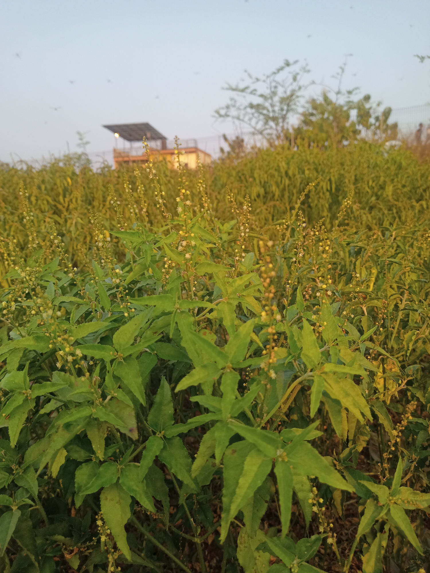 The image shows a close-up view of green leafy plants in the foreground, with small white and yellow flowers blooming on stalks. In the background, there is a blurred structure resembling a building with a solar panel on its roof, situated amidst dense vegetation. The sky is a pale blue, with a few dark specks that could be insects or birds. The overall scene appears to be an outdoor environment, possibly a field or garden, bathed in soft, natural light. The location is identified as Sambiduwur, Indonesia.