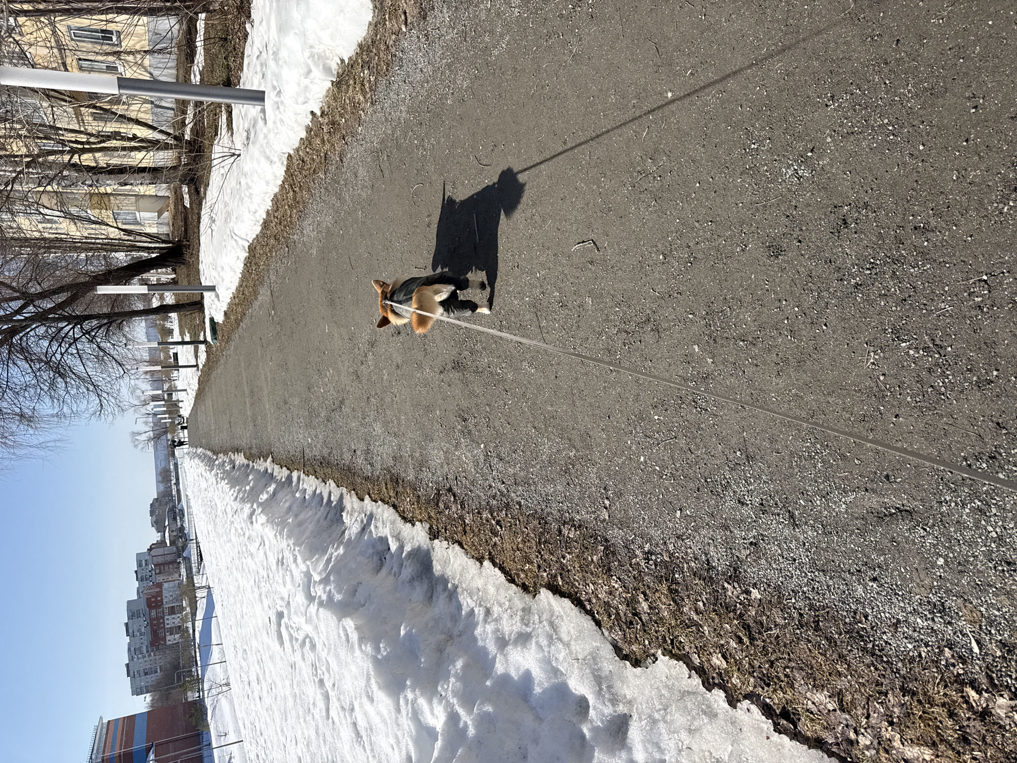 A medium-shot depicts a corgi walking on a leash along a paved path in Votkinsk, Russia. The path is bordered by snow and grass, and the dog casts a shadow on the asphalt. Buildings and bare trees line the background. The sky is partly cloudy.