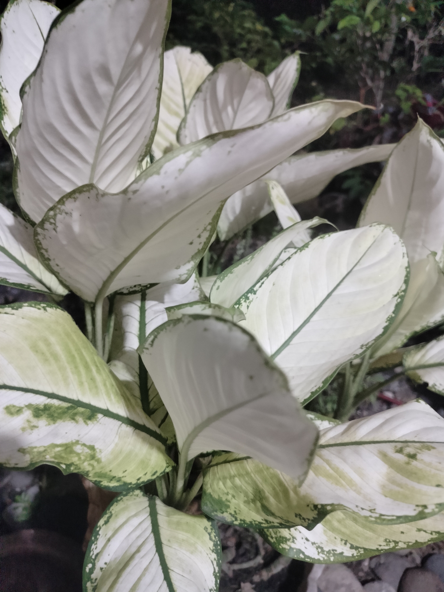A close-up shot captures a cluster of lush, broad leaves of a white-variegated plant, likely an Aglaonema species, often called Chinese Evergreen. The leaves are predominantly white with distinct green veins and irregular green splotches near the edges. The plant is situated outdoors, indicated by the presence of dark, blurry foliage in the background and a scattering of small, gray stones on the ground in the foreground. The lighting suggests it might be evening or a shaded area, with the plant's leaves illuminated from above, casting subtle shadows. There are no people or animals visible in the frame. The overall scene is one of natural beauty and tranquility. The location is identified as Kumbangjaya, Indonesia.