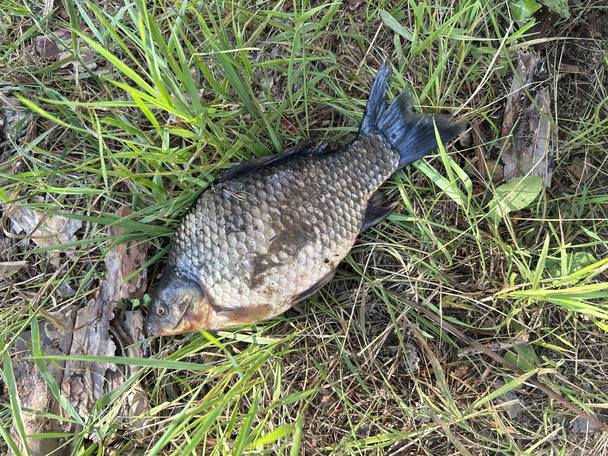 A dead fish, lying on its side, is partially submerged in green grass and dry leaves on the ground. The fish is positioned horizontally with its head to the left. Its scales are clearly visible, with some areas appearing darker and covered in dirt. The tail of the fish is fanned out. The surrounding environment consists of dense green grass, interspersed with brown, dry grass, twigs, and pieces of bark. The lighting suggests it is daytime. The image is taken from a top-down perspective, focusing on the fish and its immediate surroundings. No people are present in the image. The location is in the city of Vekoshinka, Russia.
