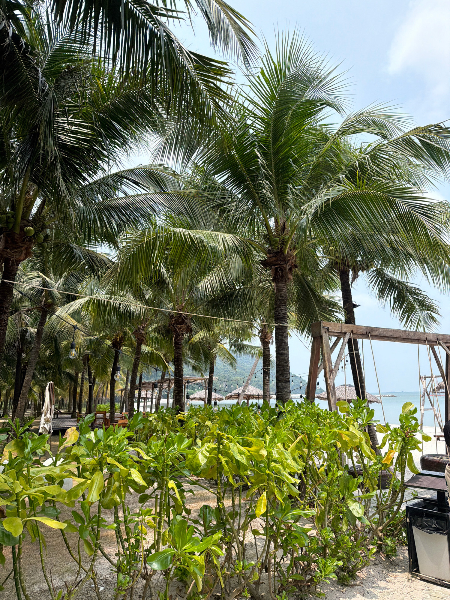 The image shows a serene beach scene in Phú Quốc, Vietnam, likely during the daytime under a clear sky. In the foreground, lush green foliage grows densely, with some leaves showing a yellowish hue, suggesting sunlight exposure. Behind the foliage, a pathway of sand is visible, leading towards a line of mature coconut palm trees. These trees, characteristic of tropical beach destinations, dominate the midground and extend into the background, their fronds creating a canopy.
Further back, several thatched-roof umbrellas provide shade, and what appears to be a wooden swing set with a rustic frame is situated on the right side of the frame. The sea is visible in the distance, a tranquil blue expanse meeting the horizon. The overall impression is one of a peaceful tropical resort or a well-maintained beach area, ideal for relaxation. No people are visible in the image.