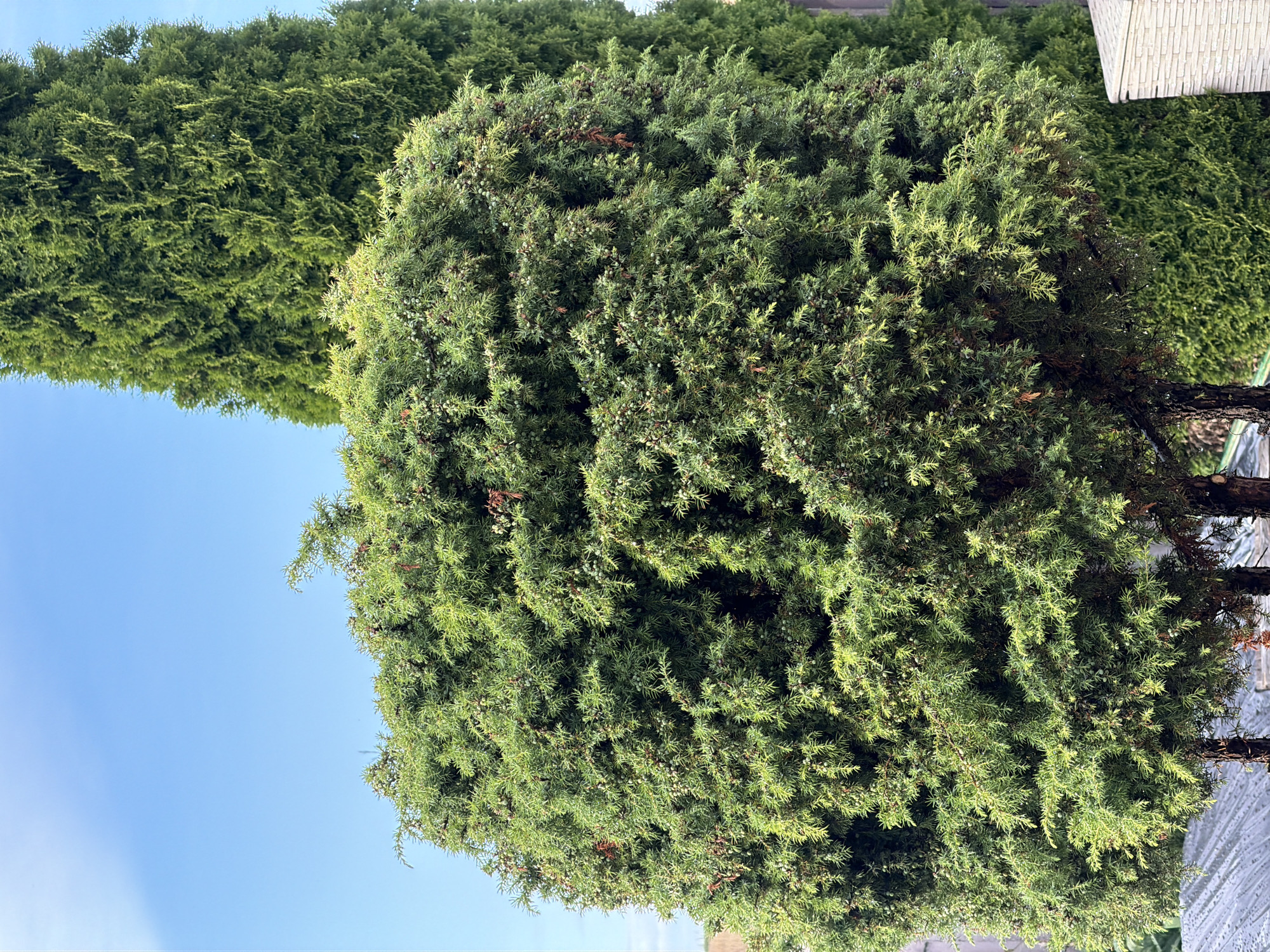 The image depicts an outdoor scene with lush green coniferous trees against a clear blue sky. In the foreground, a rounded, bushy juniper tree is prominent, displaying small, berry-like cones and needle-like foliage. Behind it, a tall, slender cypress or similar evergreen tree stands, its dense foliage forming a vertical contrast. The trees are likely situated in a garden or park setting within the Валевачскі сельскі Савет, Belarus, given the context. The ground beneath the juniper is partially visible, showing a grey, textured surface, possibly paving stones or gravel, with some of the tree's trunks emerging from it. The overall impression is one of natural greenery and serene outdoor ambiance.