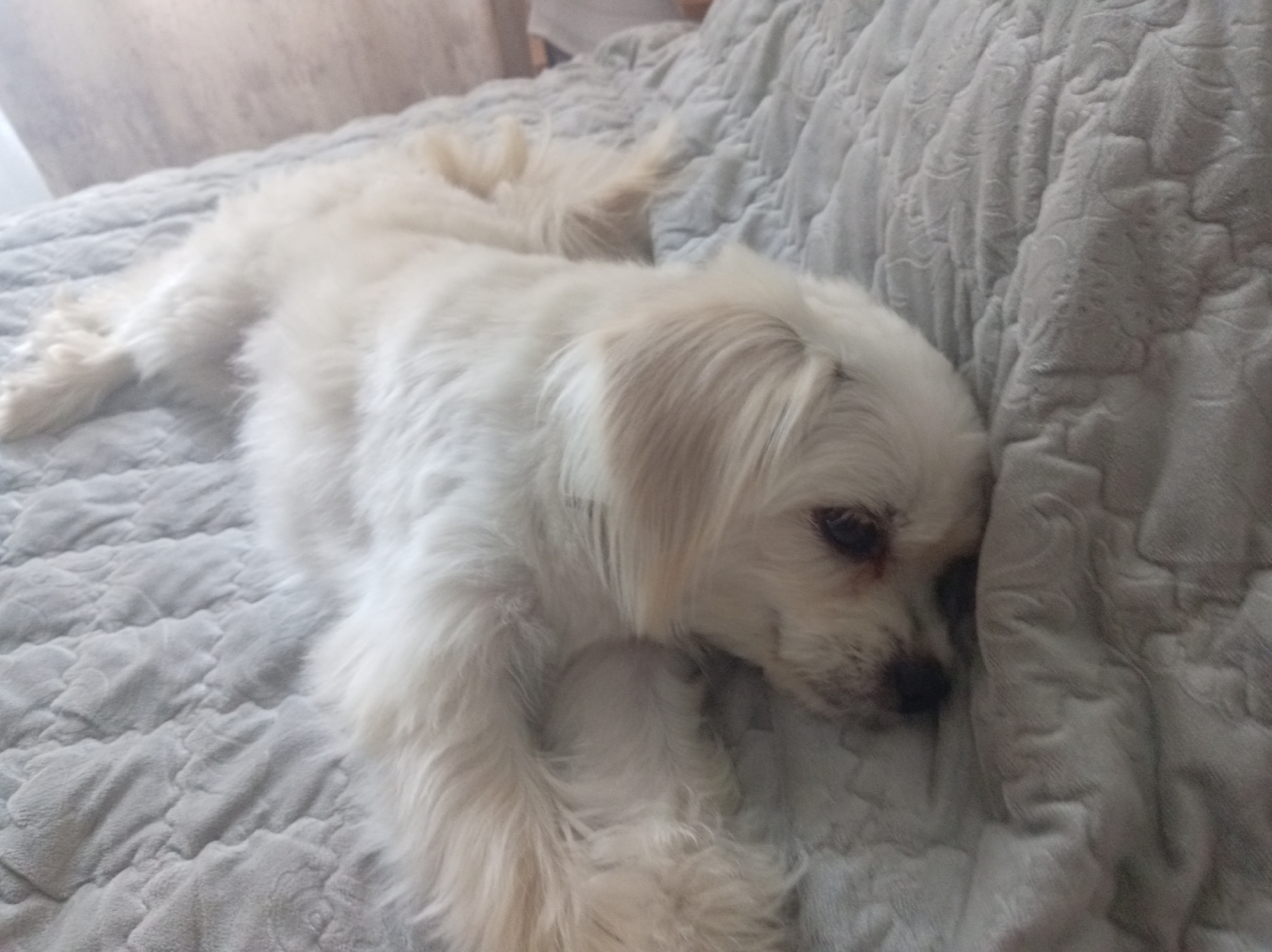 A white, long-haired dog is lying on a textured, light gray blanket, with its body stretched out. The dog's head is turned to the right, with its eyes closed or looking downwards, and its fur is somewhat disheveled. The blanket has a patterned surface with raised lines and indentations, creating a quilted appearance. The background is blurred, with a hint of a light-colored wall or curtain visible. The scene appears to be indoors, possibly on a bed or sofa. No specific location in Shumilina, Belarus is discernible from the image.