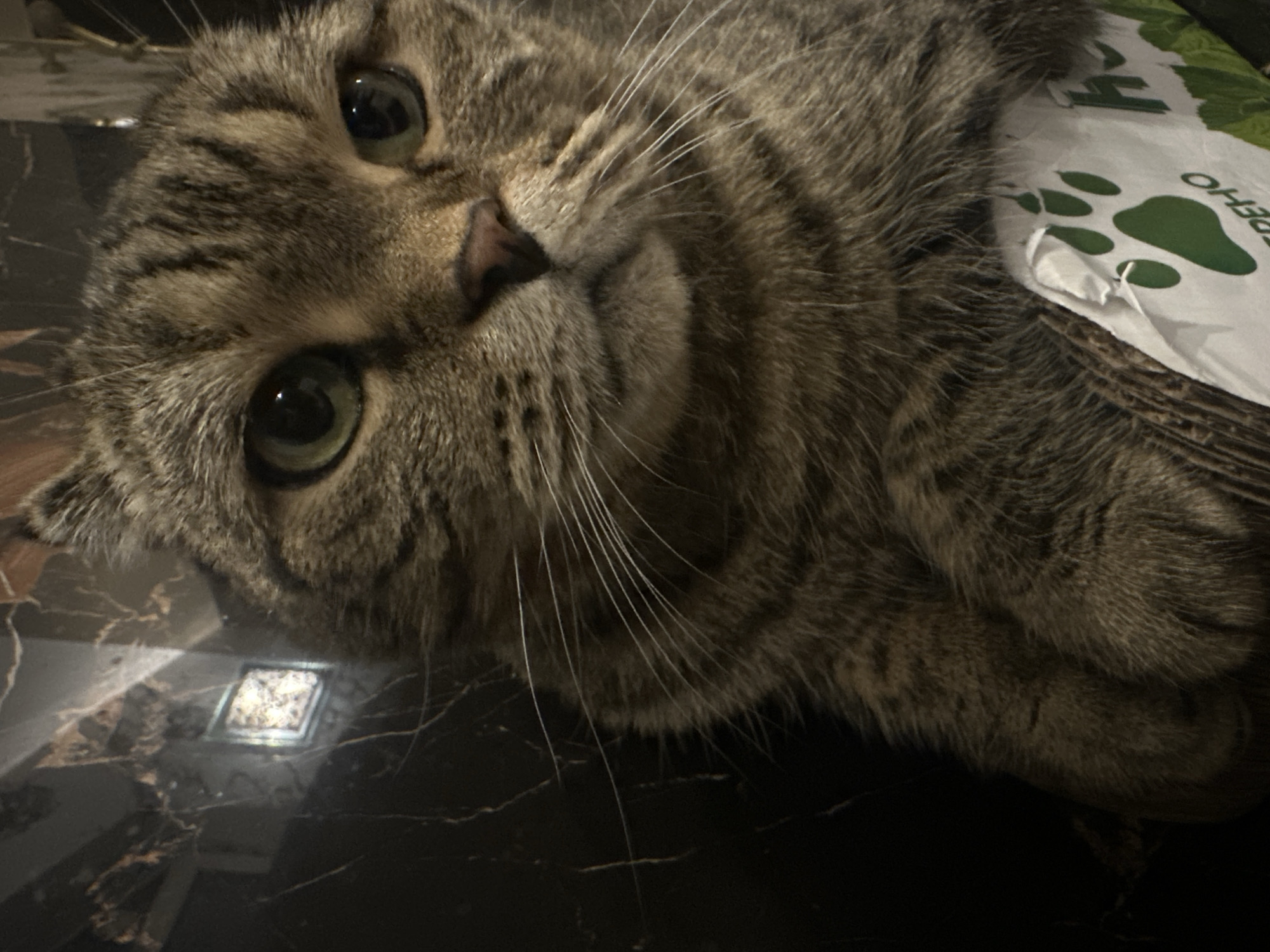 In the city of Virki, Russia, a close-up, low-angle shot captures a tabby cat with green eyes. The cat's fur is a mix of brown and black stripes. Its front paws are resting on a cardboard box that features a green paw print and partially visible text. The background is a dark, reflective surface, possibly marble, with a small, square light fixture visible in the upper left corner. The lighting is dim, highlighting the cat's face and whiskers.