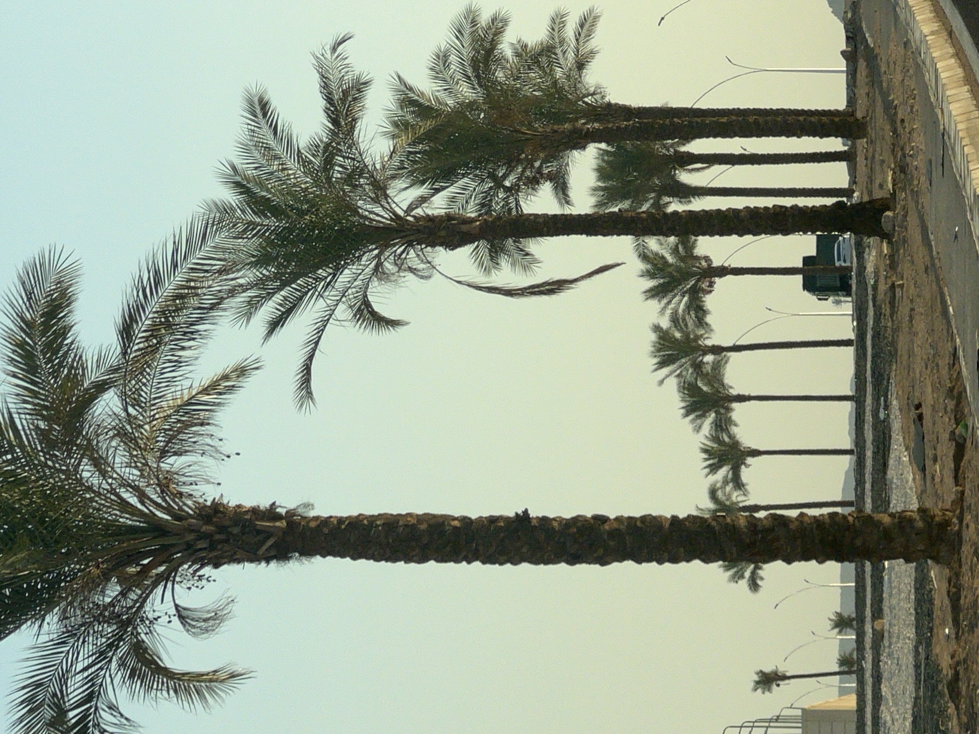 The image shows a row of palm trees along a street in Sharm El Sheikh, Egypt. The trees are of varying heights and are spaced out along the side of a road. A few streetlights are visible in the background, as well as a truck and a car. The sky is a light blue, and the overall impression is one of a sunny day.