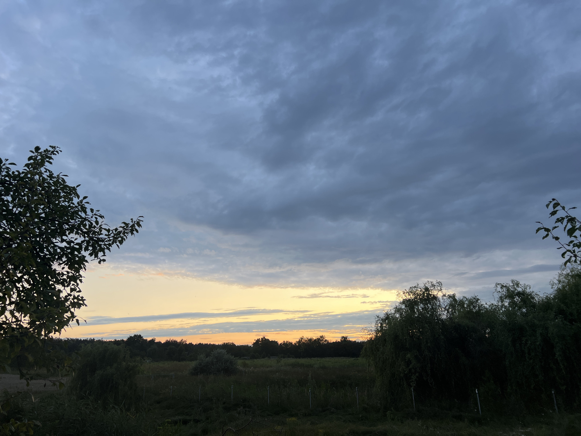 This is an outdoor, eye-level, medium shot photograph taken at dusk. The sky dominates the upper half of the frame and is filled with dramatic, dark grey, undulating clouds. A thin band of pale orange and yellow light is visible along the horizon, indicating the setting sun. The lower half of the image depicts a rural landscape. In the foreground, on the left, a large, leafy tree with dark green foliage partially obscures the view. To the right, a thick, dense stand of willow-like trees with drooping branches fills the middle ground. Between these trees, a dimly lit field of tall grass and weeds extends towards a treeline on the horizon. Several thin, metal fence posts are visible scattered throughout the field. The overall mood of the image is somber and naturalistic, with a focus on the interplay of light and shadow in a twilight setting.