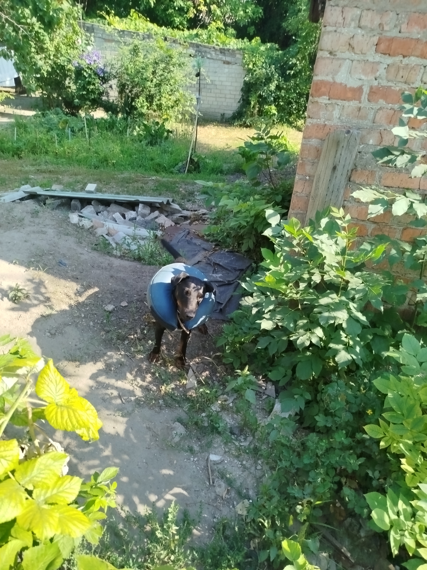 The image depicts a dark-colored dog wearing a blue Elizabethan collar, standing on a dirt path in what appears to be a backyard. The dog is facing the camera and is partially obscured by lush green foliage. In the background, there are several structures, including a brick wall and a low, light-colored concrete wall. The ground is uneven and covered with dirt, gravel, and some debris. The scene is outdoors, and the lighting suggests it is daytime, likely sunny. The overall impression is a somewhat unkempt, rural or suburban setting. No specific landmarks or indications of Pavlohrad, Ukraine are present in the image.