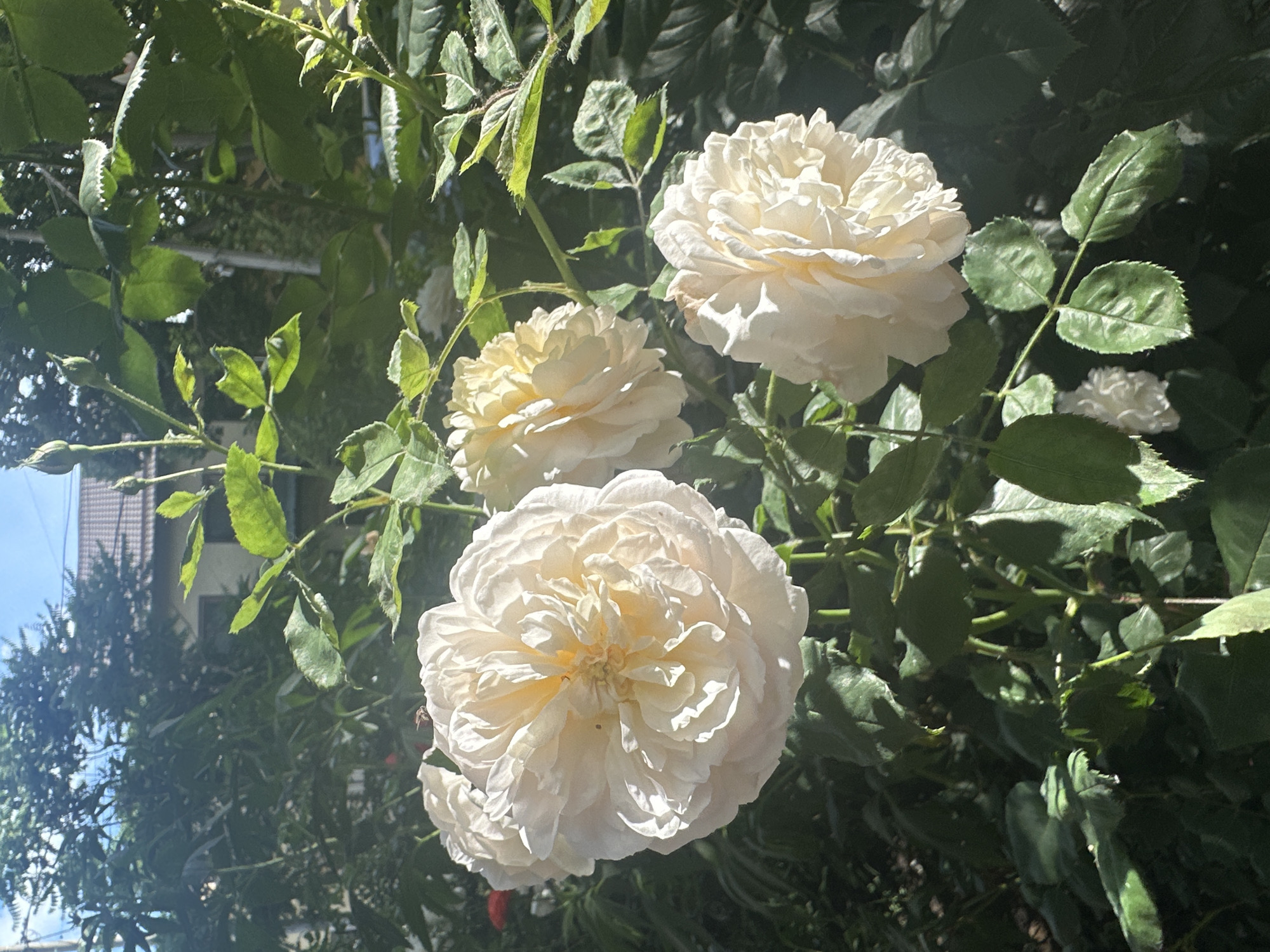 A full shot captures a cluster of pale yellow roses bathed in bright sunlight, with their lush green foliage forming a dense backdrop. The roses are in various stages of bloom, with some fully open and others still forming buds. The scene is set outdoors, likely in a garden, with a hint of a building and trees visible in the distance through the leaves. The lighting suggests it is daytime, possibly late morning or early afternoon, with the sun casting dappled shadows and creating a radiant glow on the flowers. The image has a natural, candid feel, as if captured in a moment of quiet beauty.