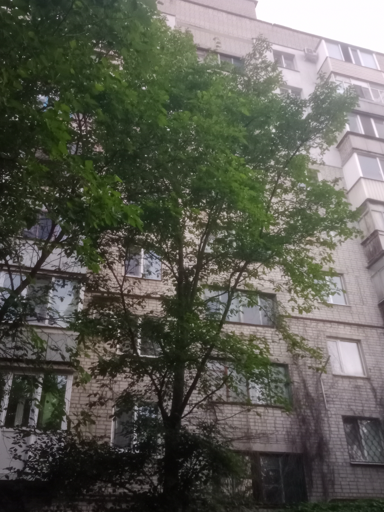 The image shows a portion of a brick apartment building in Horishni Plavni, Ukraine, partially obscured by a large tree with green foliage. The building has multiple windows, some with balconies. The sky is overcast. There are no people visible in the image. The scene appears to be a residential area.