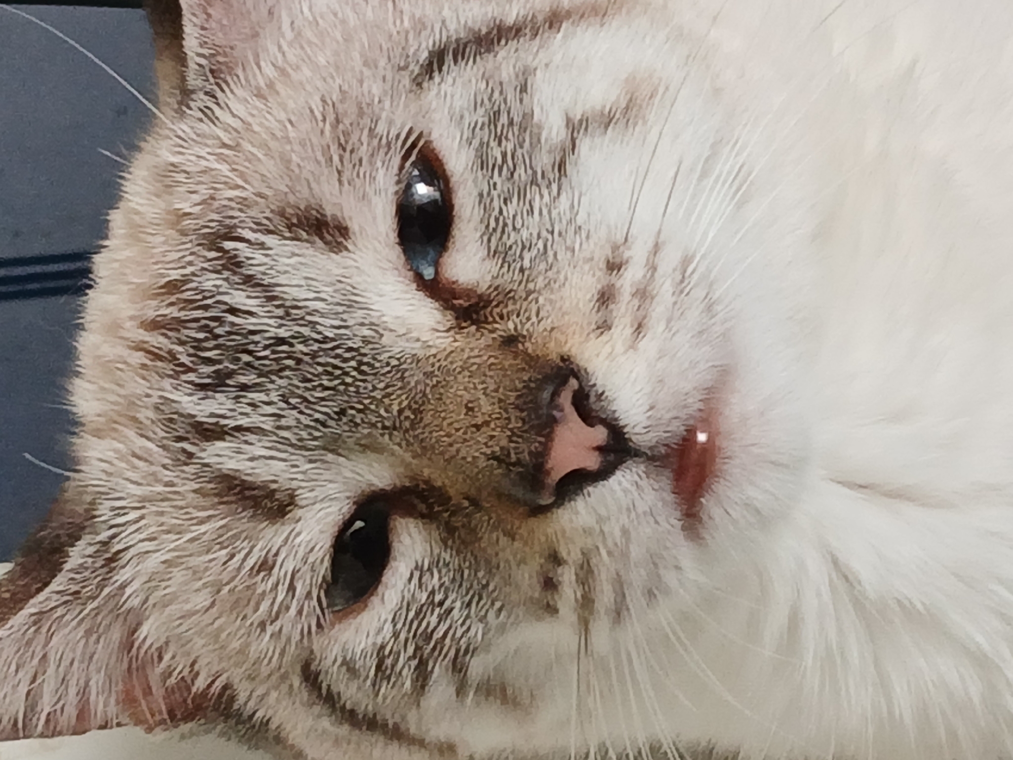 A close-up photograph depicts a cat's face, angled slightly to the right. The cat has light-colored fur with brown and gray stripes, particularly prominent on the head. Its eyes are dark, and it has a pink nose. The background is a blurred dark color. There is no information indicating the location is in Ciudad Guayana, Venezuela.