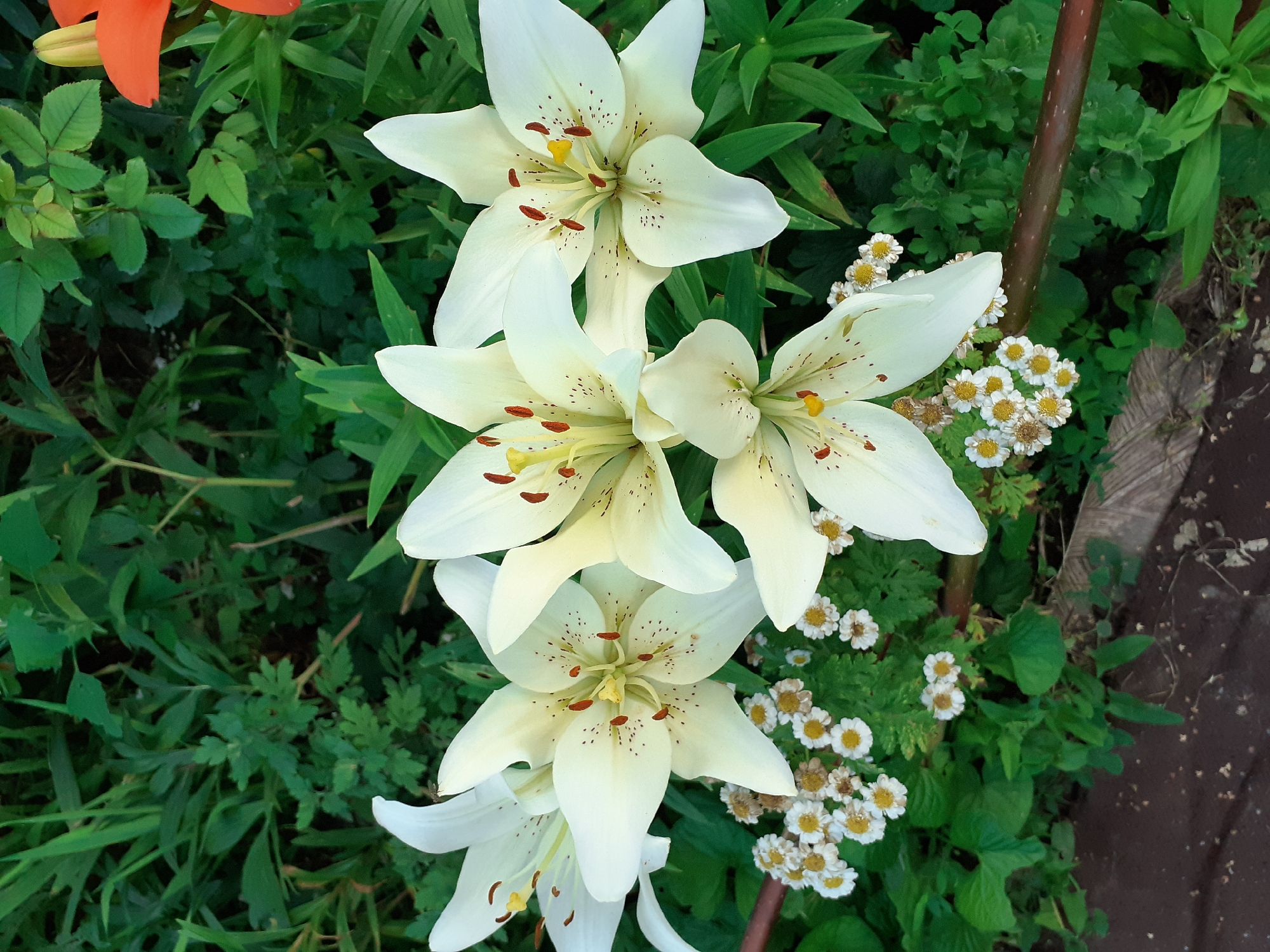 A close-up, overhead shot features a cluster of five white lilies with speckled maroon anthers, arranged on a dark brown wooden surface. The lilies are predominantly white with some yellow in their centers, and their petals are slightly curved. In the lower left and center of the image, a small cluster of tiny white flowers with yellow centers are visible, interspersed with green foliage. A dark brown, possibly metallic, garden stake runs horizontally across the lower portion of the frame. The background is dominated by various shades of green foliage, with hints of a lighter green plant and an orange flower bud visible in the upper right. The image appears to have been taken outdoors in an urban environment, likely a garden in Deremezna, Ukraine.