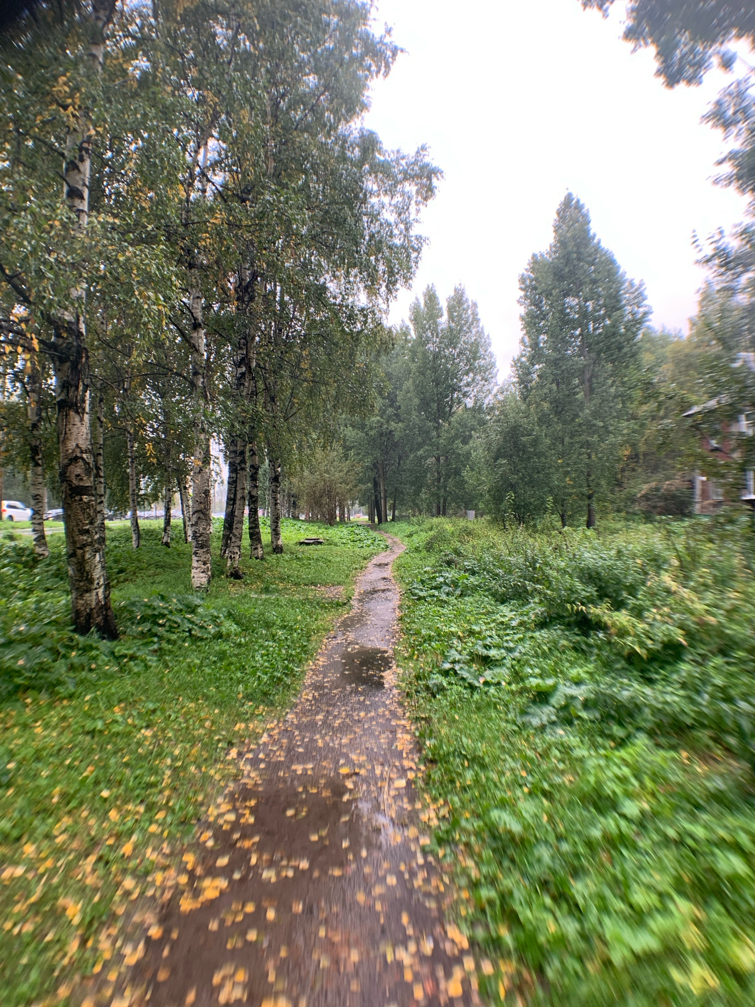 The image depicts a wet, leaf-strewn path in a park-like setting, likely in Arkhangelsk, Russia, given the presence of birch trees. The path, made of dark material, is partially covered in puddles and scattered yellow and brown leaves, indicating an autumn season. Dense green foliage lines the path on both sides, with taller trees, including prominent birch trees with white and black bark, forming a backdrop. In the distance, to the right, a portion of a brick building with windows is visible, suggesting a residential area adjacent to the park. The overall impression is one of a damp, autumnal day, possibly after rain. There are no people or animals visible in the scene. The motion blur suggests the photo was taken from a moving vehicle or while walking briskly.