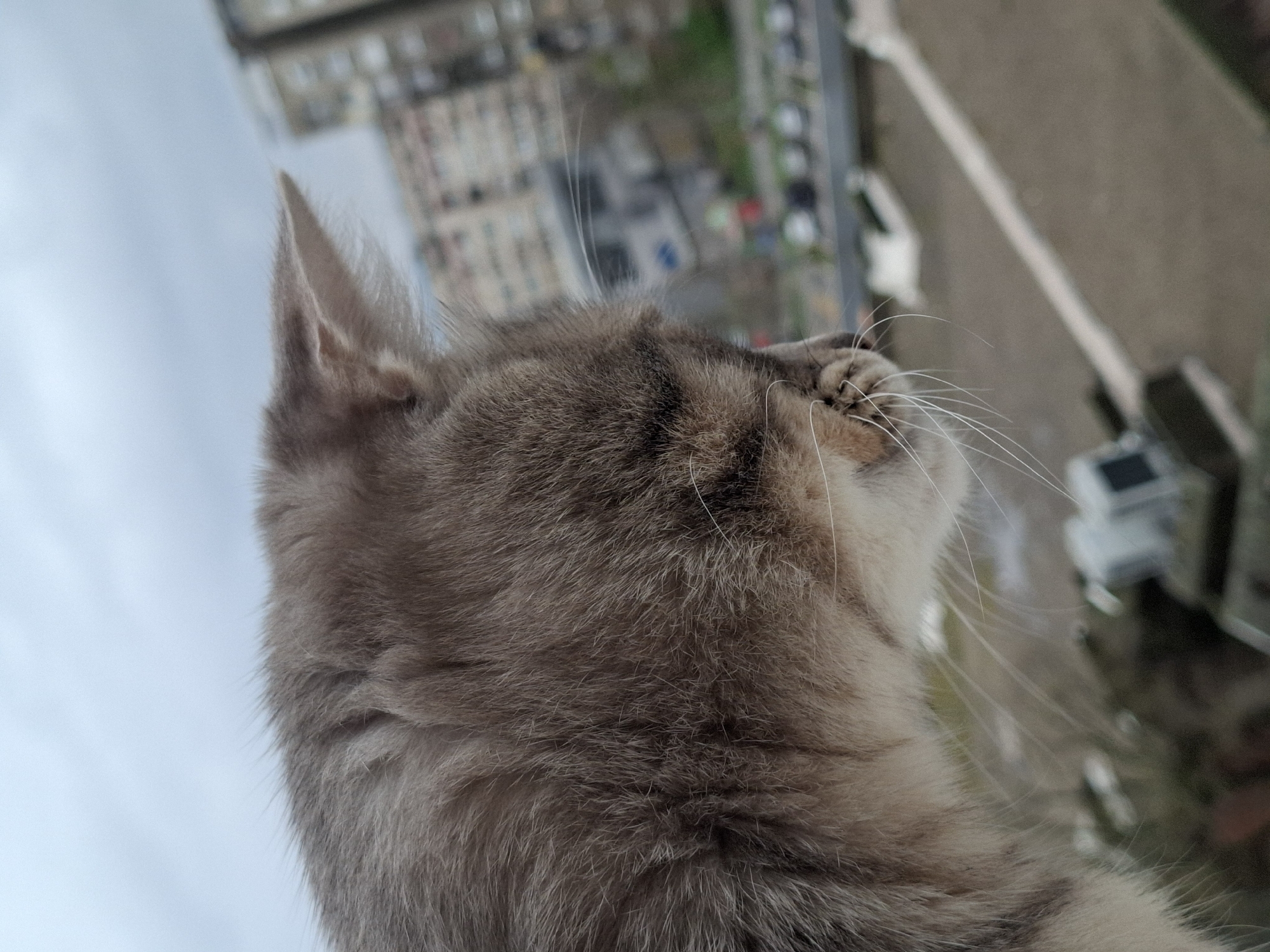 A grey tabby cat is depicted in profile, facing right and looking intently downwards from an elevated position, likely a window or balcony, in the city of Novi Sad, Serbia. Its fur exhibits a mixed grey-brown pattern with lighter cream-white under the chin, and prominent white whiskers extend from its snout. One pointed ear is visible, directed slightly backward. The background reveals an urban environment under an overcast sky, with blurry multi-story buildings and indistinct ground-level features, including what appears to be a street or parking area with faint markings and potential vehicles, visible in the distance below the cat's vantage point.