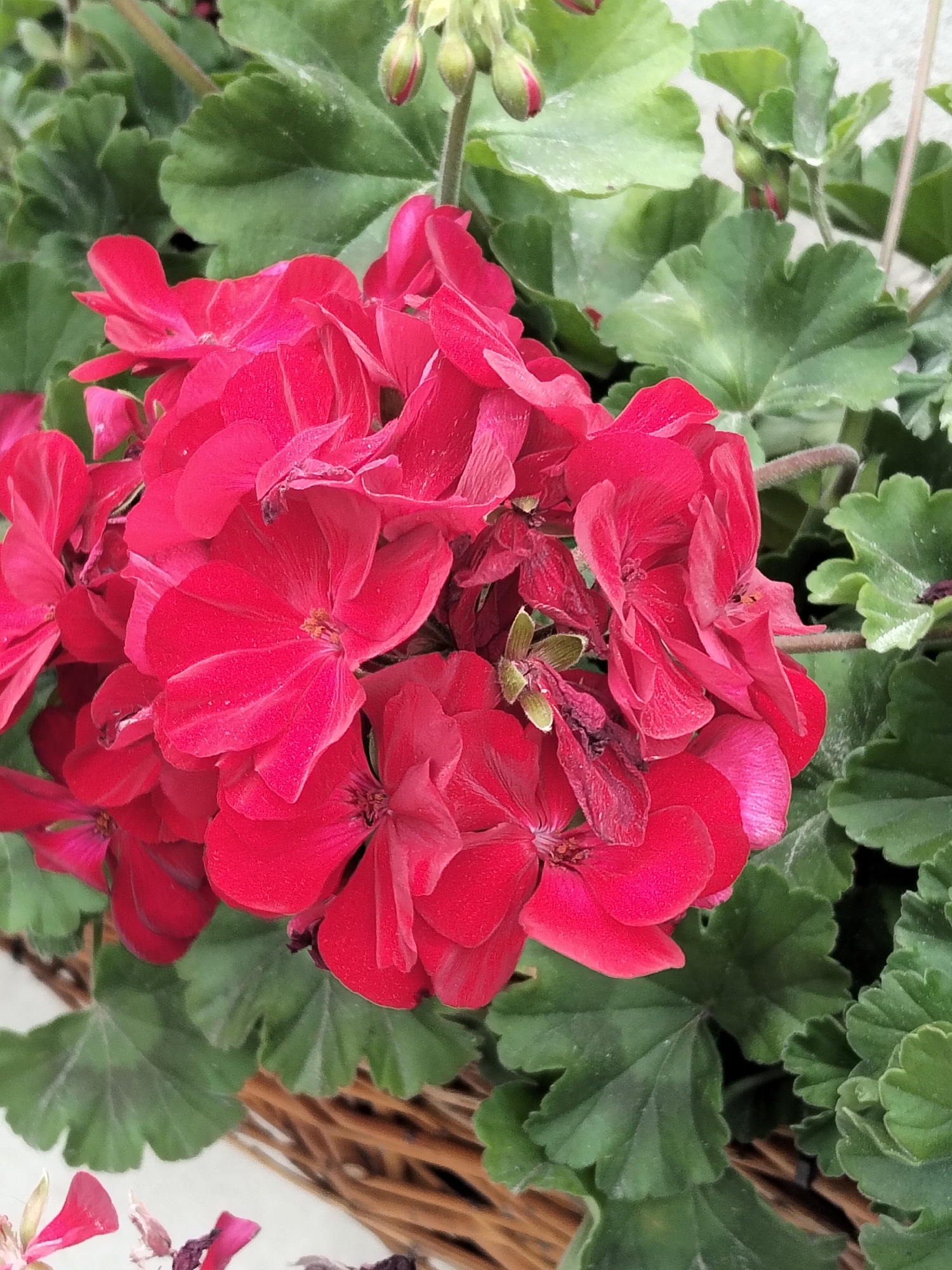 The image shows a close-up of a cluster of vibrant red geranium flowers. The petals are delicate and slightly textured, with some appearing more open and fully bloomed than others. There are also some buds visible, indicating the plant is still in its flowering stage. The flowers are surrounded by lush, green, serrated leaves, which provide a stark contrast to the bright red of the blossoms. The background is softly blurred, hinting at an outdoor setting, possibly a garden or a balcony. A woven basket or container is partially visible at the bottom of the frame, suggesting the flowers are potted. The lighting is soft and natural, highlighting the colors and textures of the flowers and foliage. There are no people or animals in the image, nor any specific landmarks to place it within Peresecina, Moldova, beyond the general context of an outdoor flowering plant.