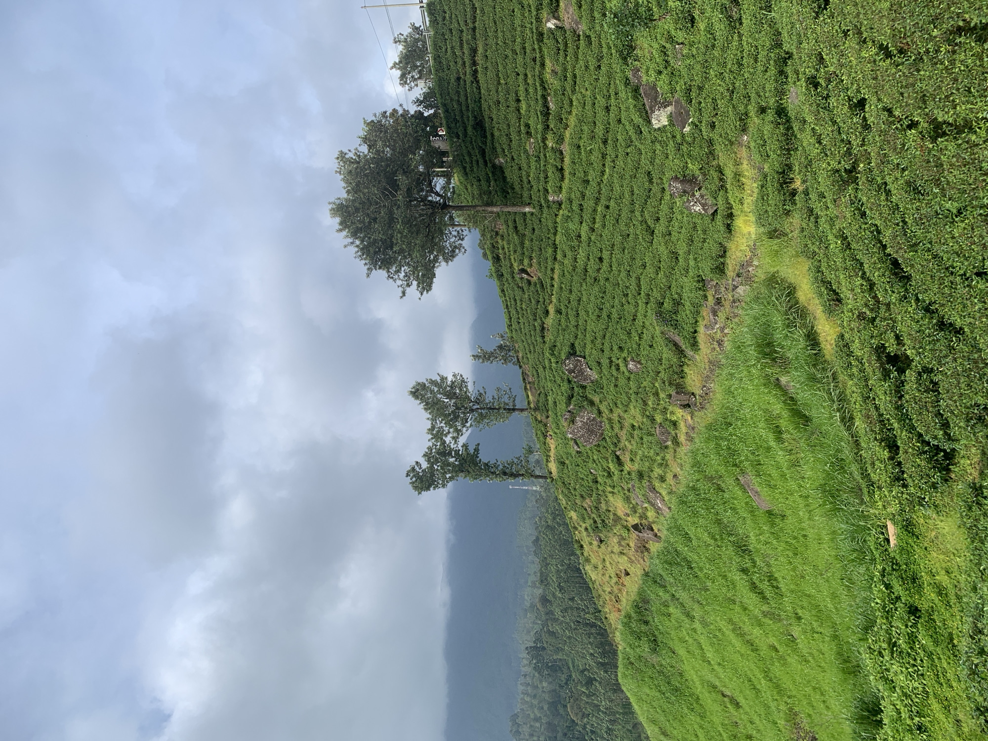 The image depicts a lush green tea plantation on a hillside in Devon, Sri Lanka. The plantation is characterized by neatly trimmed rows of tea bushes that follow the contours of the undulating terrain. Large, moss-covered rocks are scattered across the slopes, adding a natural element to the cultivated landscape. Several tall trees punctuate the tea fields, providing shade and visual interest. In the background, misty mountains loom, partially obscured by a cloudy sky. A pathway, partially overgrown with grass, winds its way up the hillside, suggesting a route for workers or visitors. The overall impression is one of a serene and productive agricultural setting, typical of the hill country of Sri Lanka.