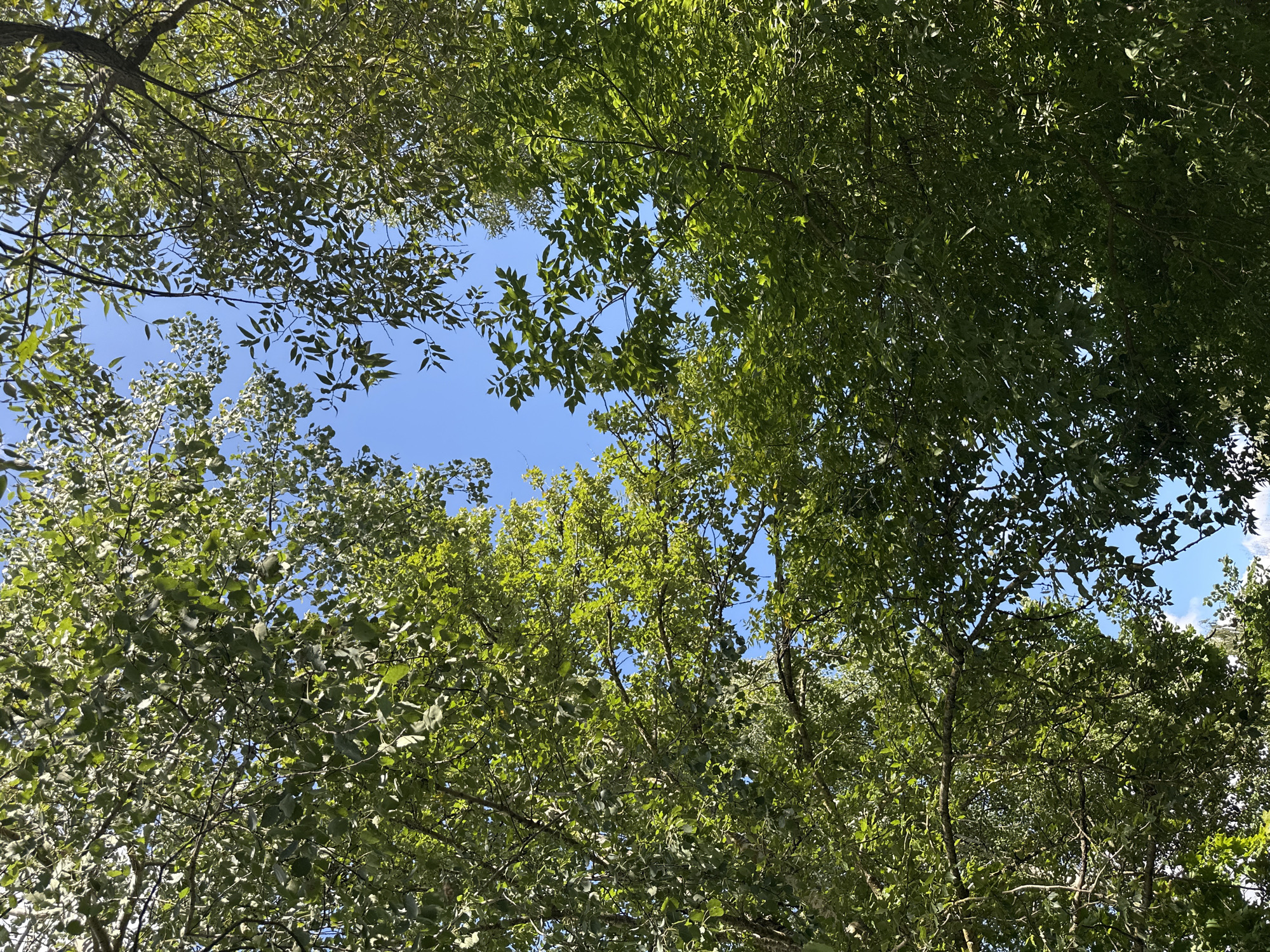 A low-angle shot looks up through the dense green canopy of trees toward a clear blue sky. Sunlight filters through the leaves, creating a dappled effect. The branches and leaves fill the frame, with only small patches of sky visible. The image appears to be taken in an outdoor park or wooded area. There are no people or specific landmarks visible in the image.
