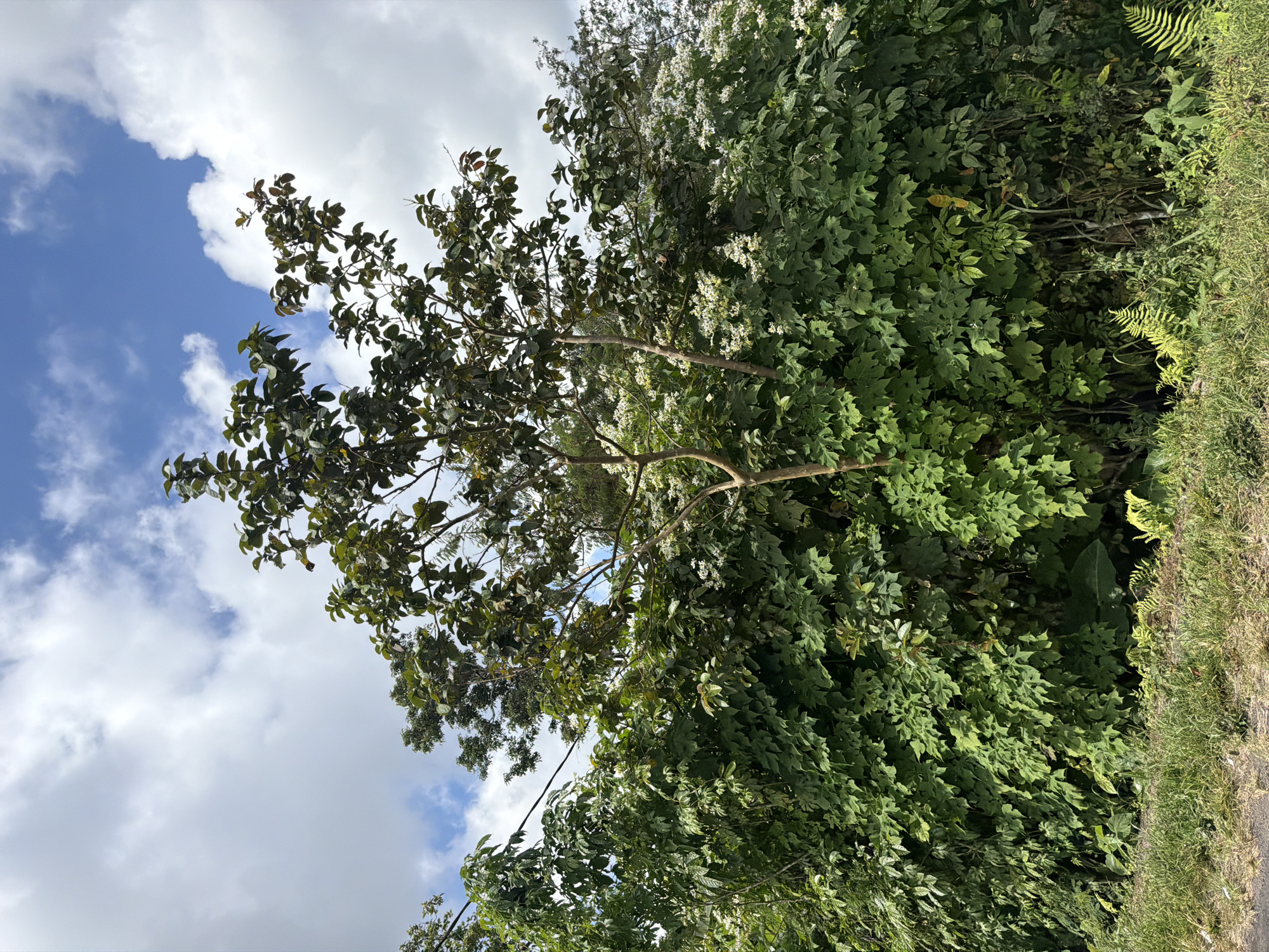 The image shows a dense wall of lush green vegetation, characteristic of the Kintamani region in Indonesia. Several trees with broad leaves and some with white flowers are visible, interspersed with dense undergrowth and ferns. A single power line runs horizontally across the upper left portion of the frame, indicating a sparsely populated or rural area. The sky above is partly cloudy, with patches of blue sky peeking through. The foreground consists of a dirt path or road shoulder with dry grass and some scattered ferns. There are no people or animals visible in the frame.