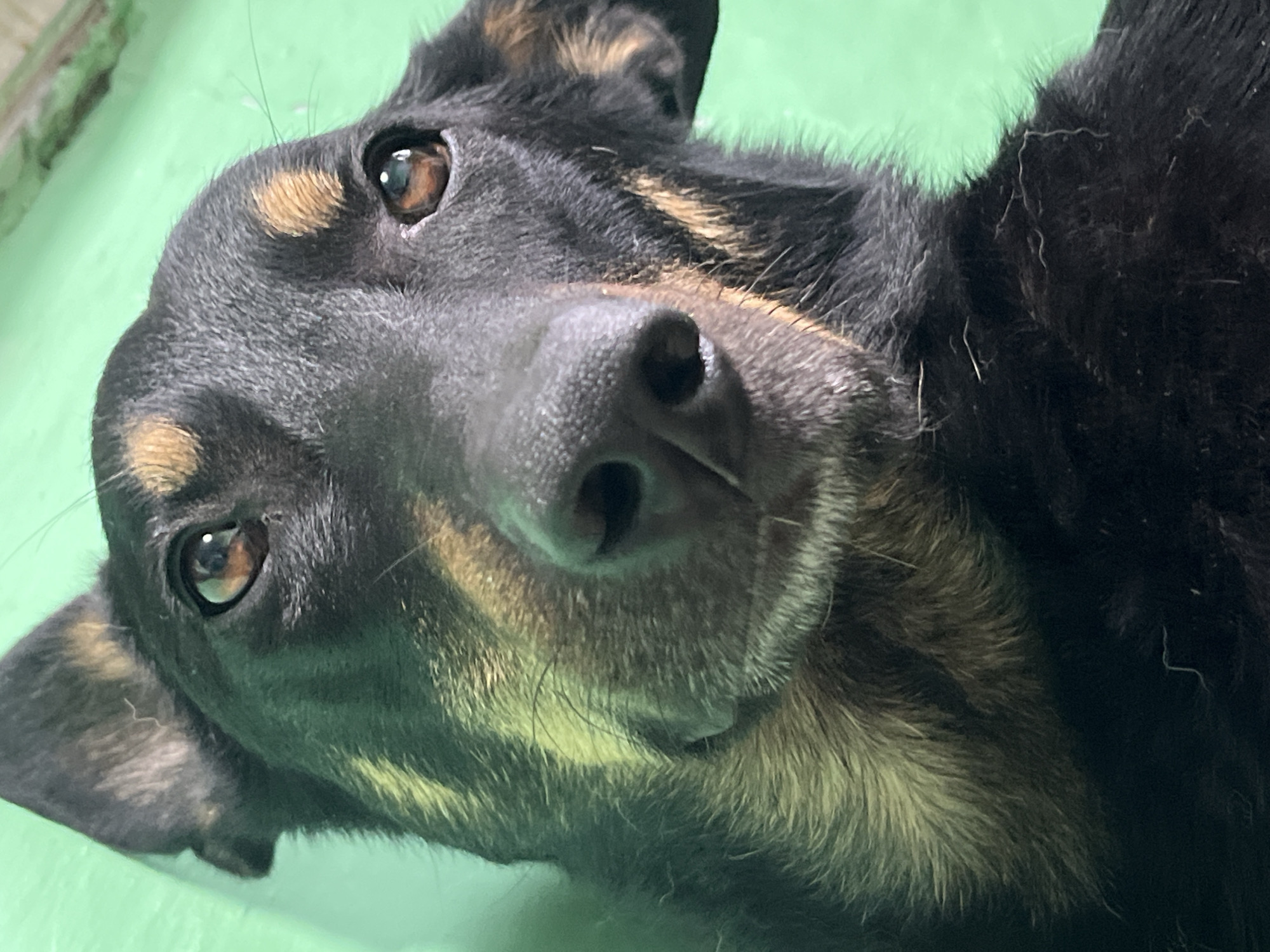 The image is a close-up, eye-level, waist-up shot of a black and tan dog. The dog is looking directly at the camera with its head slightly tilted. The background is a solid, bright green wall. The dog has brown eyes, a dark wet nose, and tan markings above its eyes, on its cheeks, and on its ears. The fur on its neck and chest is predominantly black with tan highlights. The image appears to be taken indoors, as indicated by the uniform green wall and the close-up framing suggesting a confined space. There is no information in the image to determine the location in the city of Nizhny Tagil, Russia.