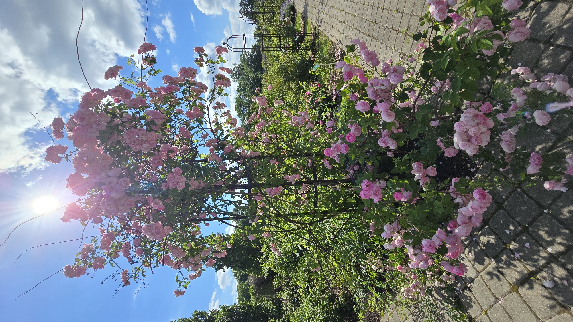 This media file depicts a rose bush in full bloom, with clusters of delicate pink roses cascading down its branches. The bush is positioned alongside a paved pathway made of grey rectangular stones, casting dappled shadows on the ground. In the background, a garden landscape unfolds with lush greenery, trees, and trellises, suggesting a well-maintained outdoor space. The sky above is a vibrant blue, dotted with fluffy white clouds, and the sun is shining brightly, indicated by lens flare and the overall illumination of the scene. The presence of a trellis arch in the background hints at the possibility of this being a rose garden or a park. The overall atmosphere is peaceful and serene, evoking a sense of natural beauty and a pleasant, sunny day. The time of day appears to be late morning or early afternoon, judging by the angle of the sun and the shadows. There is no visible text in the image. The location context provided is Kaunas, Lithuania, which aligns with the description of a temperate climate garden scene.