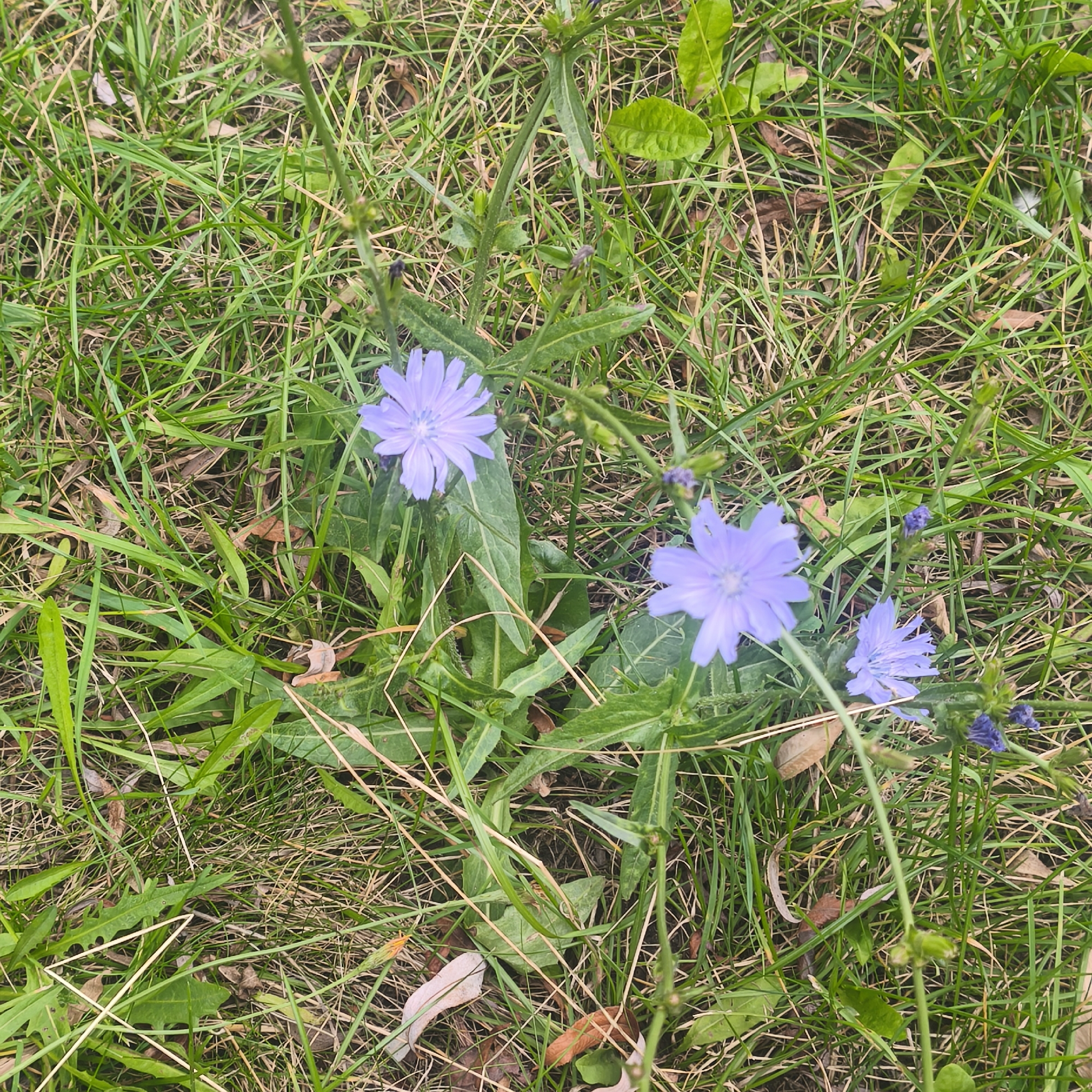 This is a close-up, overhead shot of a patch of green grass with several light purple chicory flowers blooming. The flowers have delicate, petal-like structures radiating from a central point. Some of the flowers are fully open, while others appear to be buds. The grass is a mix of green and dried blades, with a few fallen brown leaves scattered amongst it. The scene is natural and appears to be outdoors. No people are visible in the image. The specific location within the city of Minsk, Belarus, cannot be determined from the visual information provided.