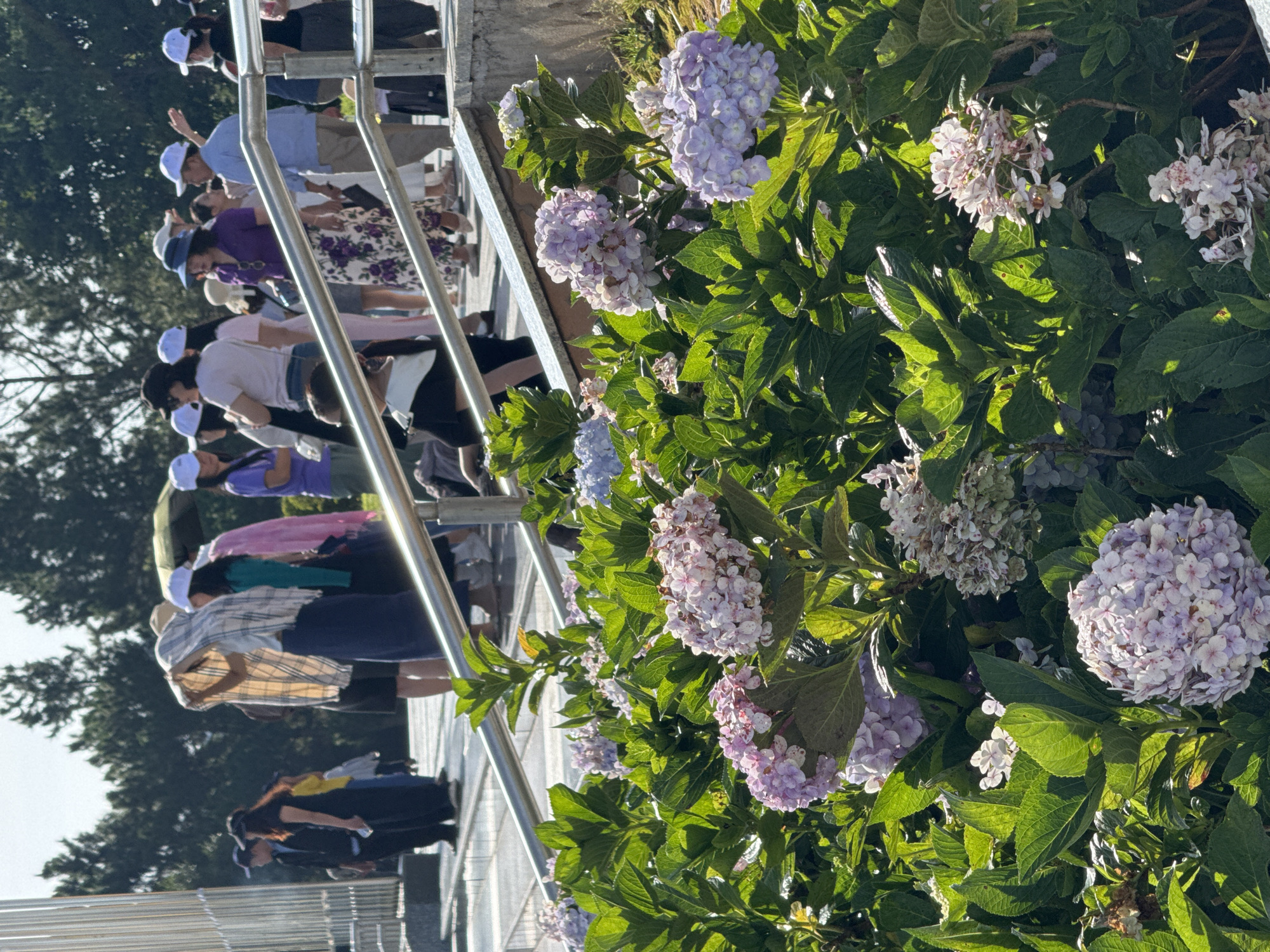 The image depicts a sunny outdoor scene with a group of tourists standing on a walkway with a metal railing. In the foreground, a lush bed of hydrangeas in shades of pink and lavender is in full bloom. The people are dressed in casual clothing, some wearing hats. The background shows more greenery and trees, suggesting a park or garden setting. Based on the presence of hydrangeas, which are a very popular flower in Da Lat, and the overall ambiance, this scene is likely in Da Lat, Vietnam, possibly at one of its many flower gardens or tourist attractions.