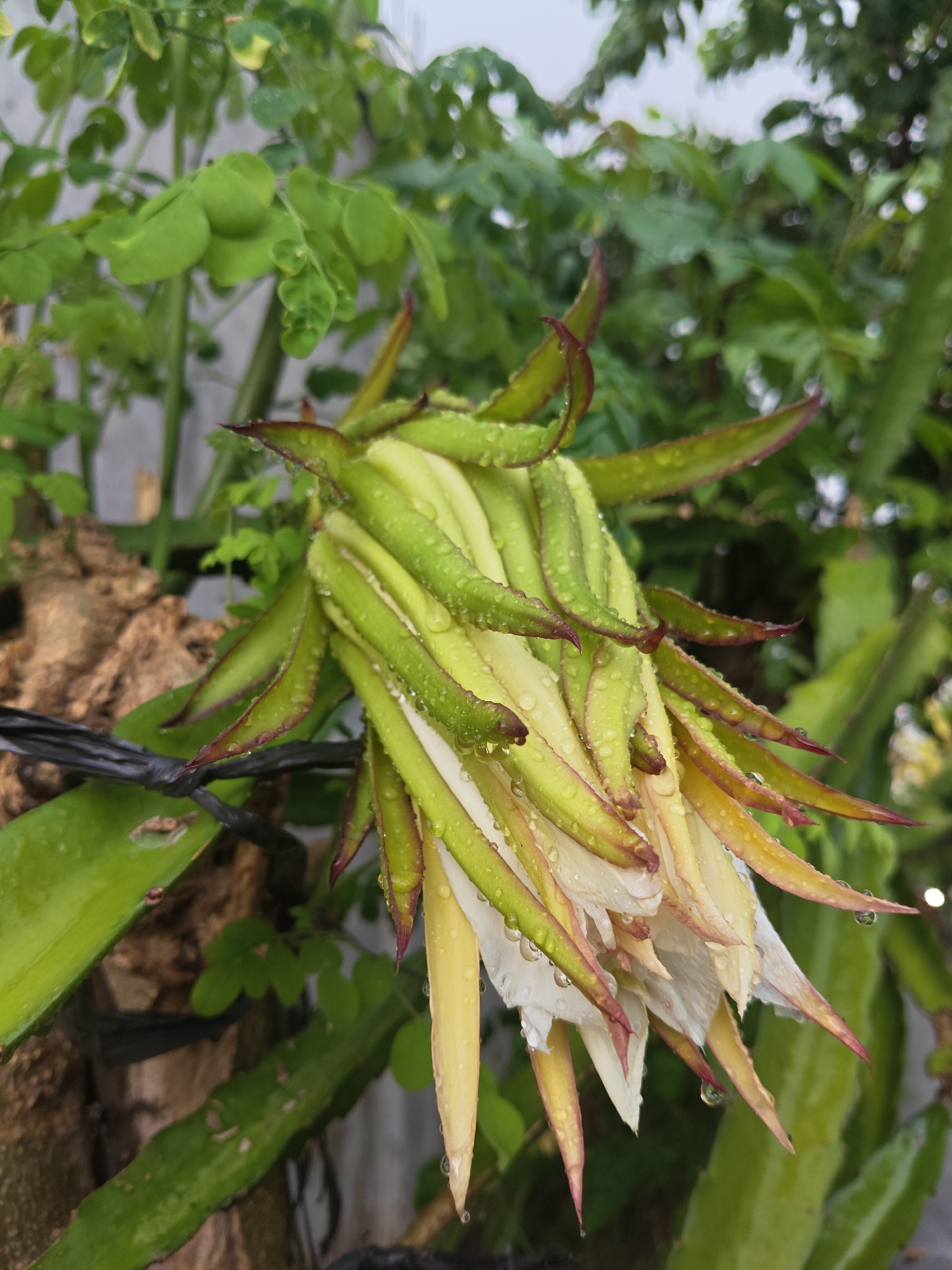 A dragon fruit flower bud, still closed, is visible in the foreground, its numerous green sepals tinged with red at the tips. The sepals are covered in water droplets, suggesting recent rain. The flower bud is attached to a thick, textured branch, likely part of a dragon fruit plant, which is secured by a black wire. In the background, lush green foliage, including leaves of a moringa tree, creates a natural backdrop. The overall setting appears to be an outdoor environment, possibly a garden or yard in Ubitpayaitek, Indonesia, given the vegetation and likely climate. There are no people or animals present in the image, and no actions are depicted other than the passive presence of the flower and surrounding plant life. The environment is natural and verdant, with the presence of water droplets indicating a humid or wet condition.
