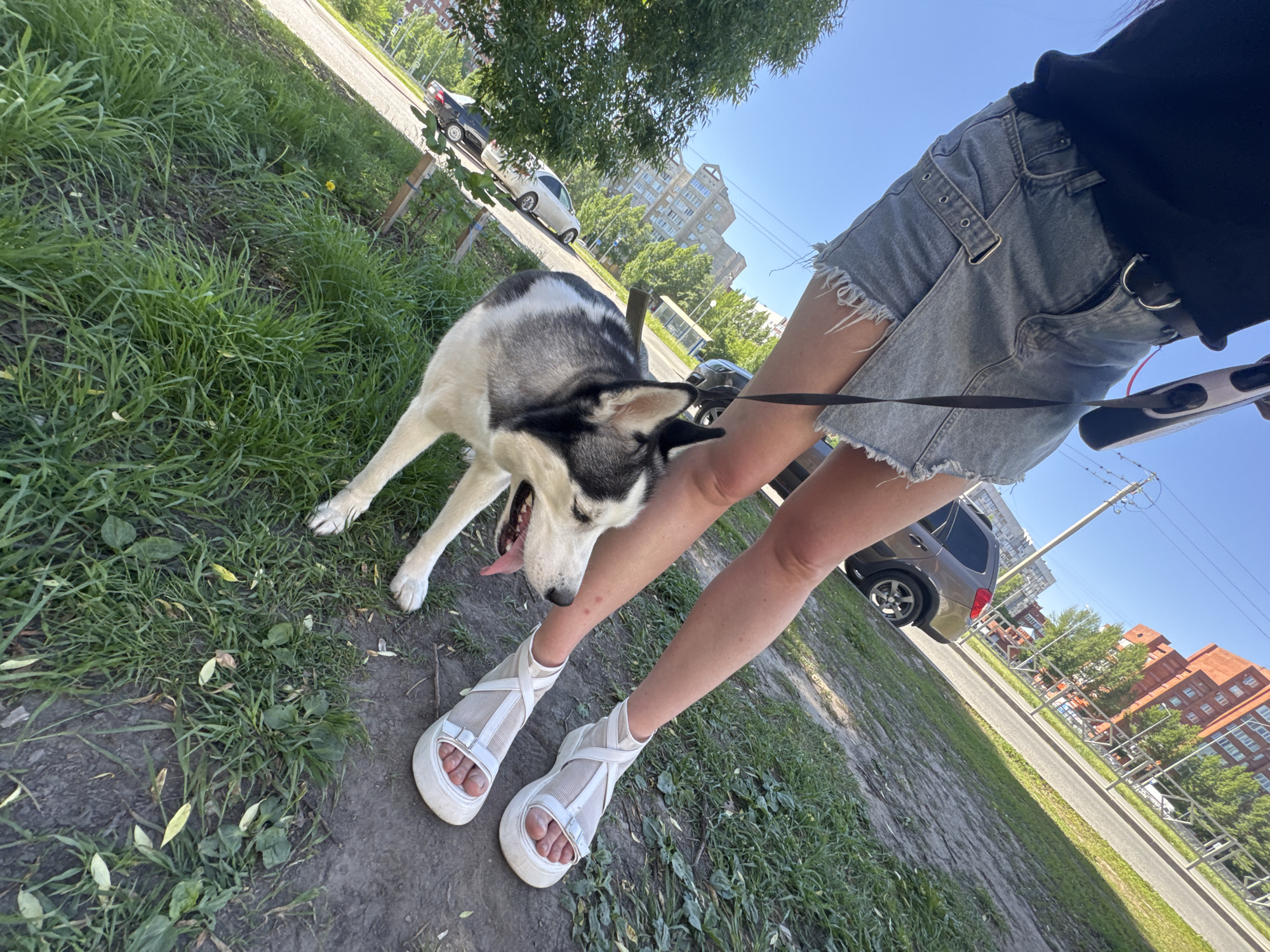 A husky stands on a patch of grass next to a person, presumably its owner, in an urban setting. The husky is primarily white and grey/black with its mouth open and tongue lolling out, suggesting it might be hot or panting after exercise. The person next to the husky is wearing denim shorts, a black top, and white platform sandals. A black leash extends from the dog to the person’s hand, indicating they are on a walk together. The setting appears to be a roadside area with green grass and some bare dirt patches, with a street and parked cars visible in the background. Buildings are visible in the distance suggesting a residential or commercial area of the city. The weather is sunny, based on the bright light and clear sky.