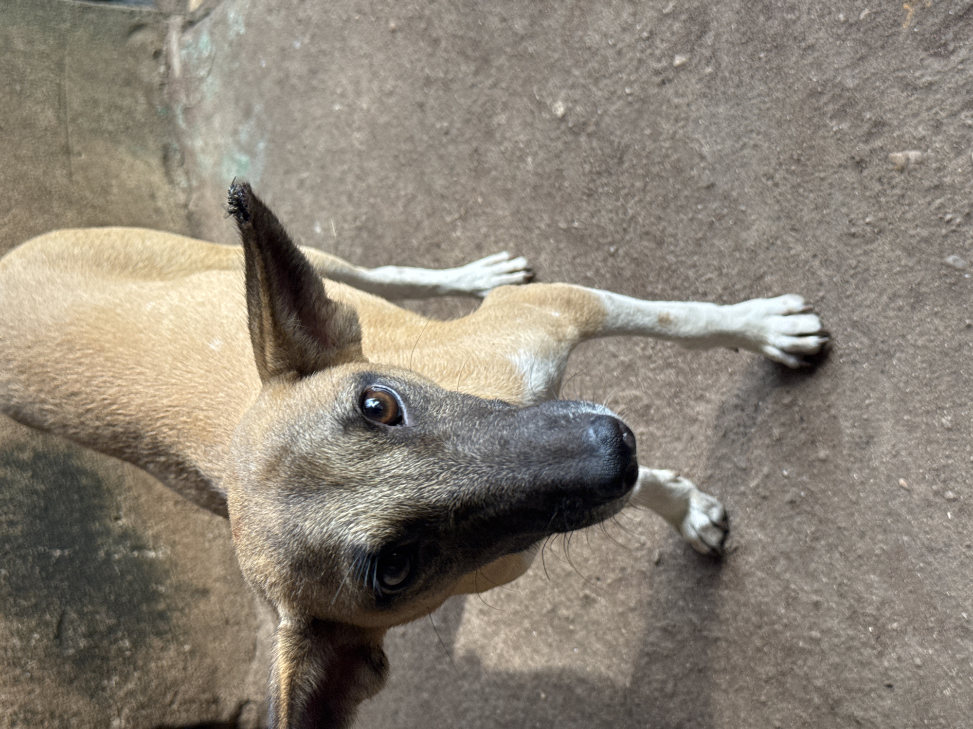 A tan dog with a black muzzle and white paws lies on a concrete surface. The dog is looking up at the viewer. The location is not identifiable as Aboh, Nigeria from the visual information.