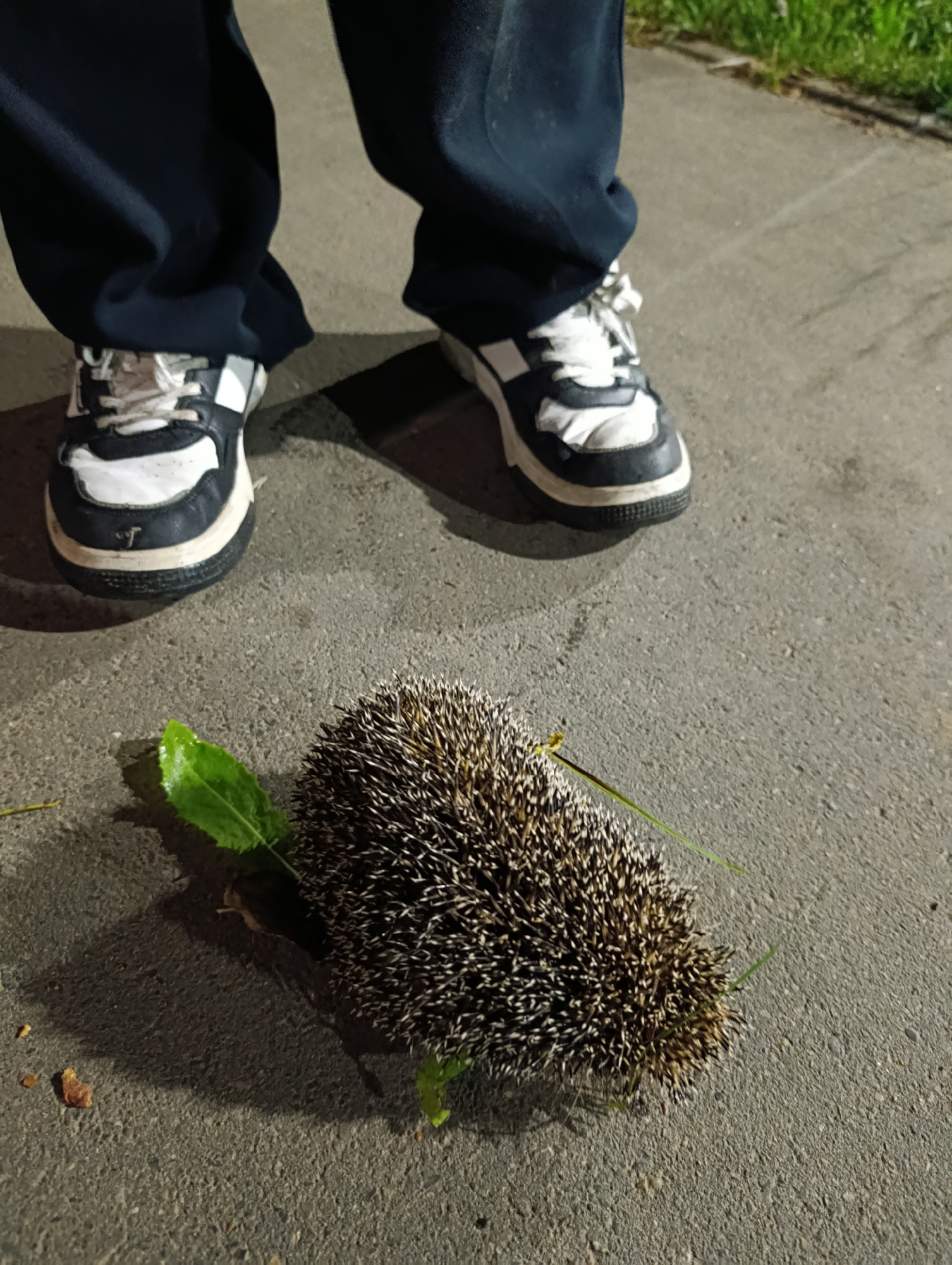 In Chaikovsky, Russia, on a paved surface, a hedgehog is lying on its side, appearing to be injured or deceased. Nearby, the legs of a person wearing dark pants and black and white sneakers are visible, with one shoe positioned close to the hedgehog. The ground is concrete, with some green grass and debris scattered around.