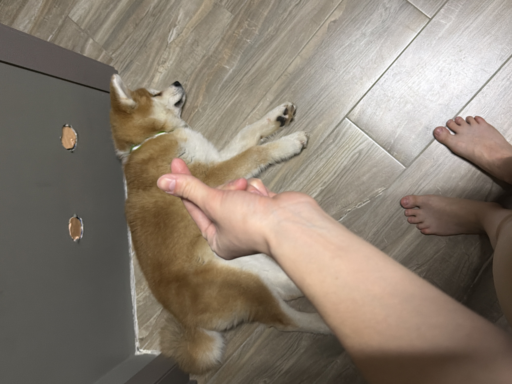 A high-angle shot shows a light brown and white Shiba Inu puppy lying on its back on a gray wood-look tile floor, near a gray cabinet with two small, circular holes in it. A fair-skinned human hand reaches toward the puppy. To the right are a person's fair-skinned bare feet and part of their leg. The location is Chaikovsky, Russia.