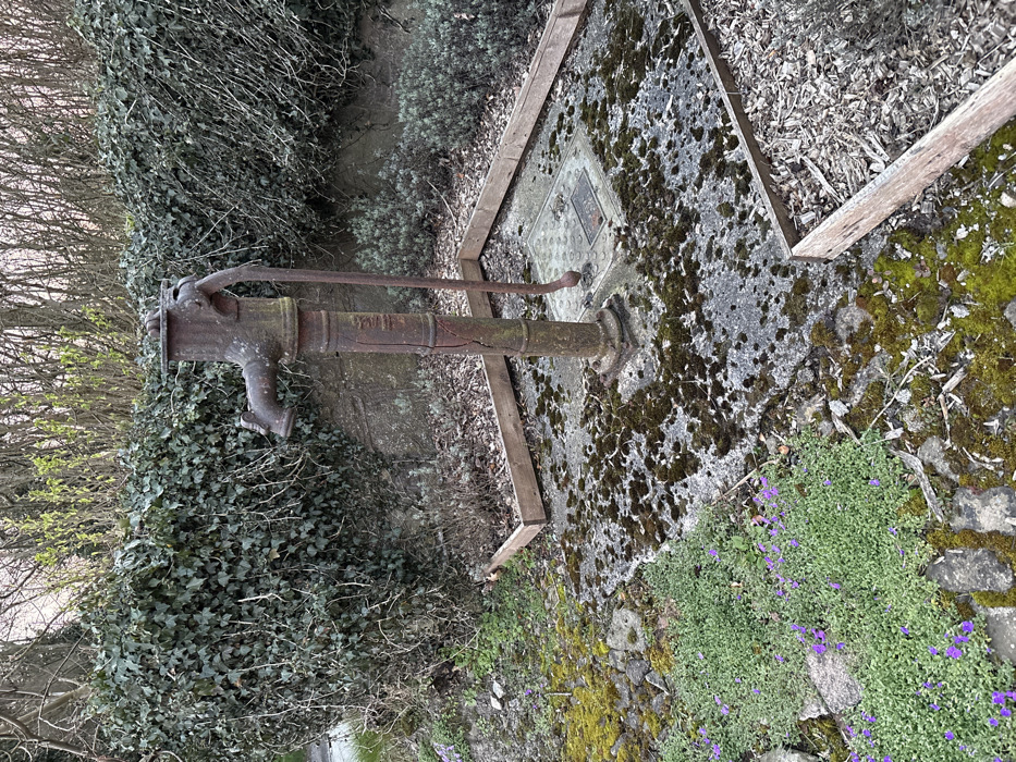 The image depicts an outdoor scene in Shelve, United Kingdom, centered on an old, disused cast iron hand pump. The pump, extensively corroded and reddish-brown with visible cracks on its main column, features a curved spout pointing left and a long, curved pump handle extending to the right. It stands on a concrete or stone slab base, which is heavily covered with dark green moss and lichen. This paved area is framed by a square border of light brown wooden planks. Within this border, to the right of the pump, the ground is covered with light brown wood chips or mulch. Embedded in the paved surface, near the pump's base, is a square metal manhole cover with a textured, circular pattern, and a smaller, rectangular plaque or cover centered on it.
Behind the pump, a substantial wall or hedge is densely covered in dark green ivy. Above this, bare deciduous trees or shrubs with sparse, light green nascent foliage are visible against a pale sky, suggesting an early spring setting. To the left of the pump, outside the wooden border, the ground is covered by vibrant green ground-covering plants with numerous small purple flowers, intermixed with patches of bright green moss and scattered stones. No individuals or active interactions are present in the scene. The lighting is soft and even, indicating overcast conditions or a transitional time of day.