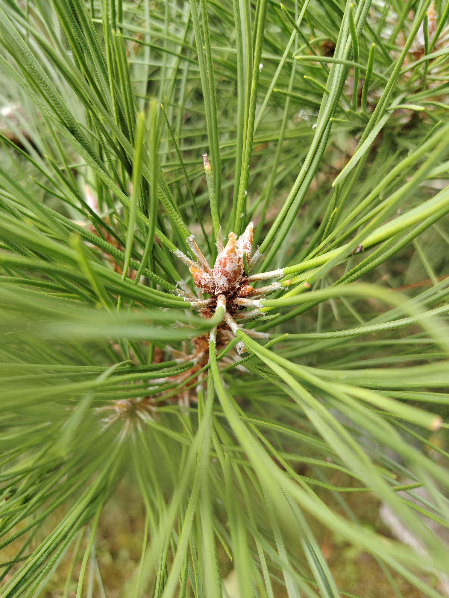 The image is a close-up, macro photograph of a pine tree's new growth, specifically focusing on a cluster of young pine cones. The pine needles are a vibrant green and fill the frame, with some appearing in sharp focus while others are softly blurred due to the shallow depth of field. The pine cones are small, reddish-brown, and covered in white, powdery resin, characteristic of new pine bud development. The background is a soft blur of greens and browns, suggesting other foliage or the forest floor. This scene was captured in the city of Zelenograd, Russia, amidst its numerous green spaces and parks, a common sight during the spring growth season. There are no people or animals present in the image. The lighting appears to be natural daylight, overcast conditions are implied by the soft shadows.