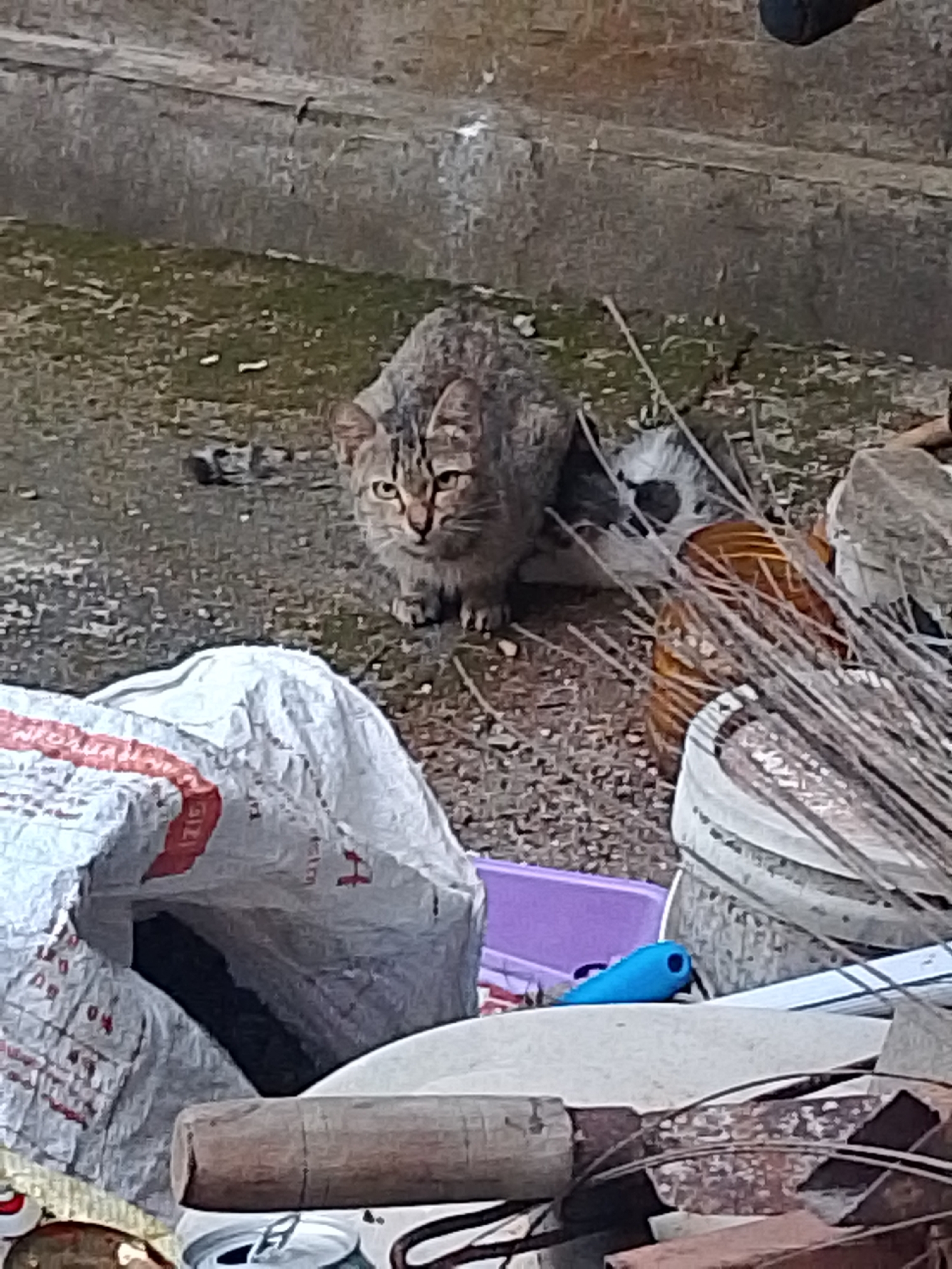 In Se'pon, Indonesia, a tabby cat is pictured outdoors amidst debris. The cat is positioned in the center of the frame, looking directly at the camera with its head slightly tilted. Its fur is a mix of gray and brown tabby markings. Surrounding the cat are various discarded items, including a large white and red plastic bag in the foreground, a purple plastic container behind the cat, and what appears to be dried brush or straw. There are also glimpses of other objects like a blue toy, a can, and a wooden tool. The ground is uneven and appears to be a mixture of dirt and small pebbles. The overall scene suggests an outdoor area that is cluttered and likely neglected.