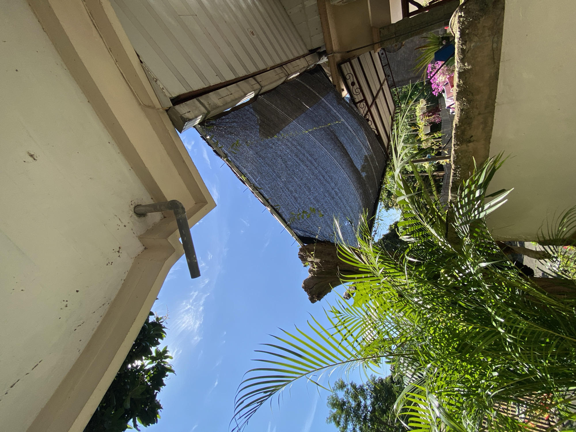 The image captures an outdoor scene under a bright blue sky with scattered white clouds, likely taken in Margorejo, Indonesia. The viewpoint is from below, looking upwards at an overhang or roof structure.
In the foreground, lush green palm fronds dominate the left side of the frame, obscuring some of the background. Behind the foliage, a portion of a white wall is visible.
The overhang itself appears to be constructed of wood and a white painted material, with a metal downspout or pipe attached to the underside. Suspended from this overhang is a dark mesh fabric, possibly a shade cloth, which is sagging in the middle and shows signs of wear and tear, with some green vines growing on it.
Further back, a rough, weathered tree stump is visible to the right of the palm fronds. Beyond the stump, a concrete wall or ledge runs horizontally across the mid-ground. On this ledge, various potted plants with pink flowers and other greenery are arranged. In the background, trees and foliage are seen against the sky, suggesting a natural or semi-natural environment. The overall impression is one of a slightly neglected outdoor space, possibly a backyard or patio area, under a sunny day.