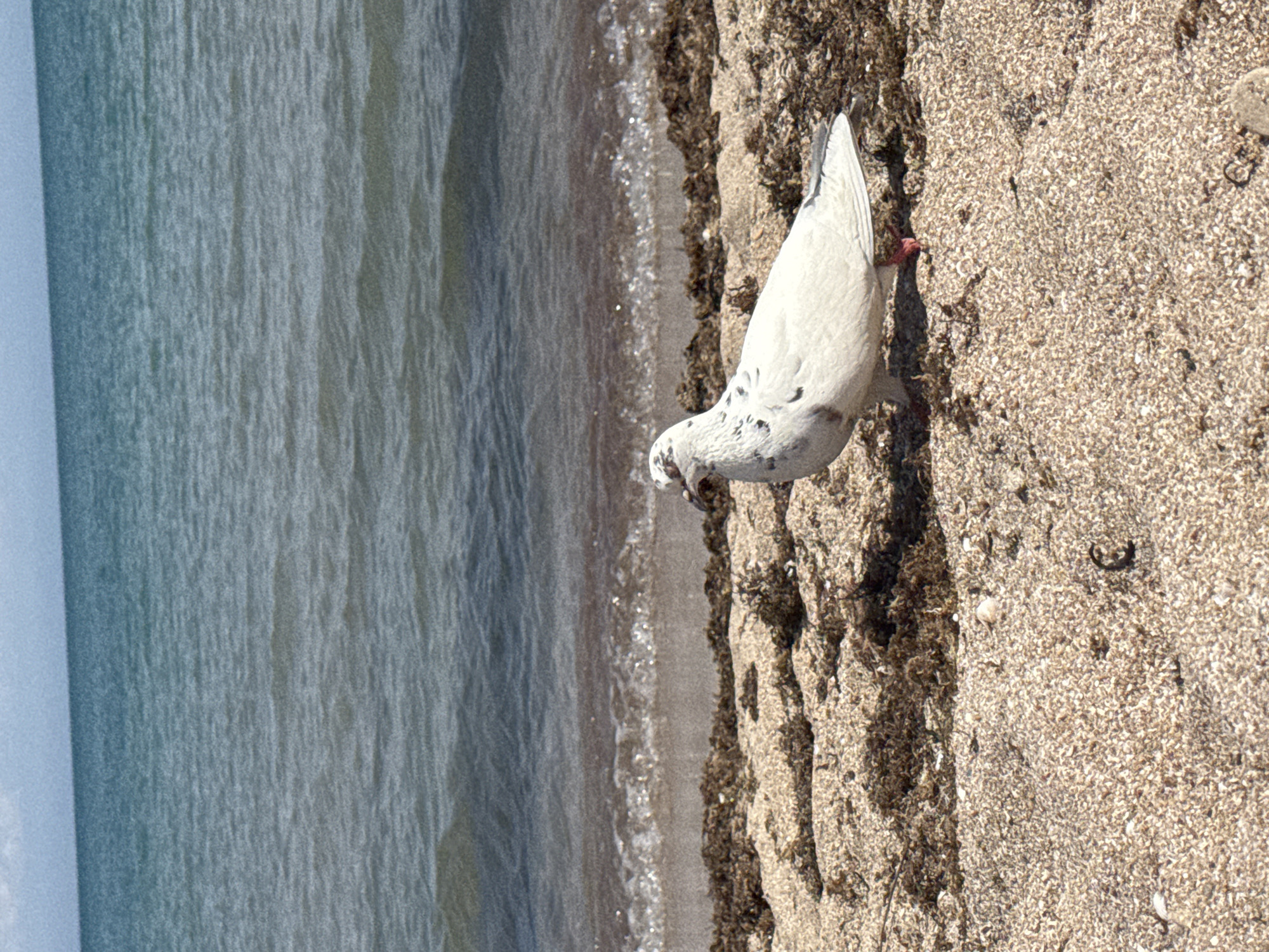 A lone white pigeon with black speckles is standing on a sandy beach in the city of Yevpatoriya, Ukraine, next to the water's edge. The sea is calm, with gentle waves lapping onto the shore. The sand is a mix of light and dark grains, with some debris scattered on the surface. The pigeon appears to be pecking at the ground, possibly foraging for food.